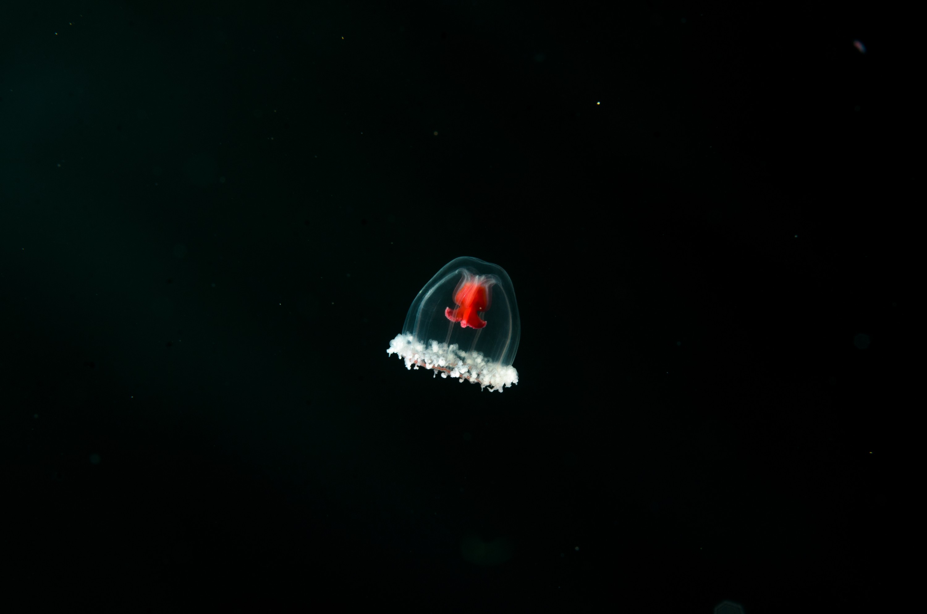 DSC_1523 – new, zealand, new zealand, nz, crispin, poor, knights, marine, reserve, underwater, Underwater, Turritopsis, unknown, jelly, sting, cnidaria, space, oceanidae, poor, knights, marine, reserve, Crispin, marine, new zealand, zealand, new, nz,