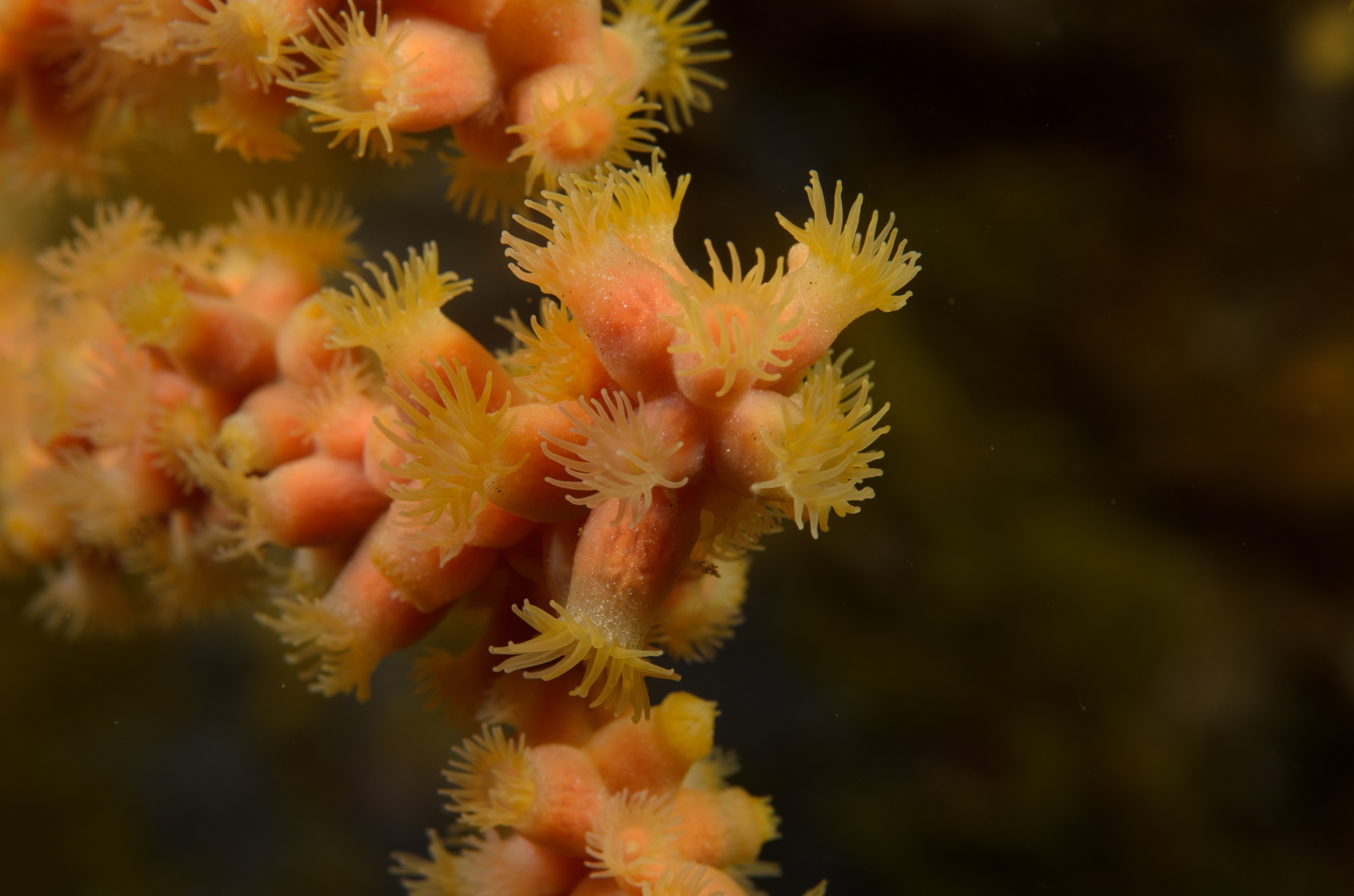DSC_1776 – crispin, new, zealand, new zealand, july16, nz, Gorgonian, Fans, unknown, poor, knights, marine reserve,