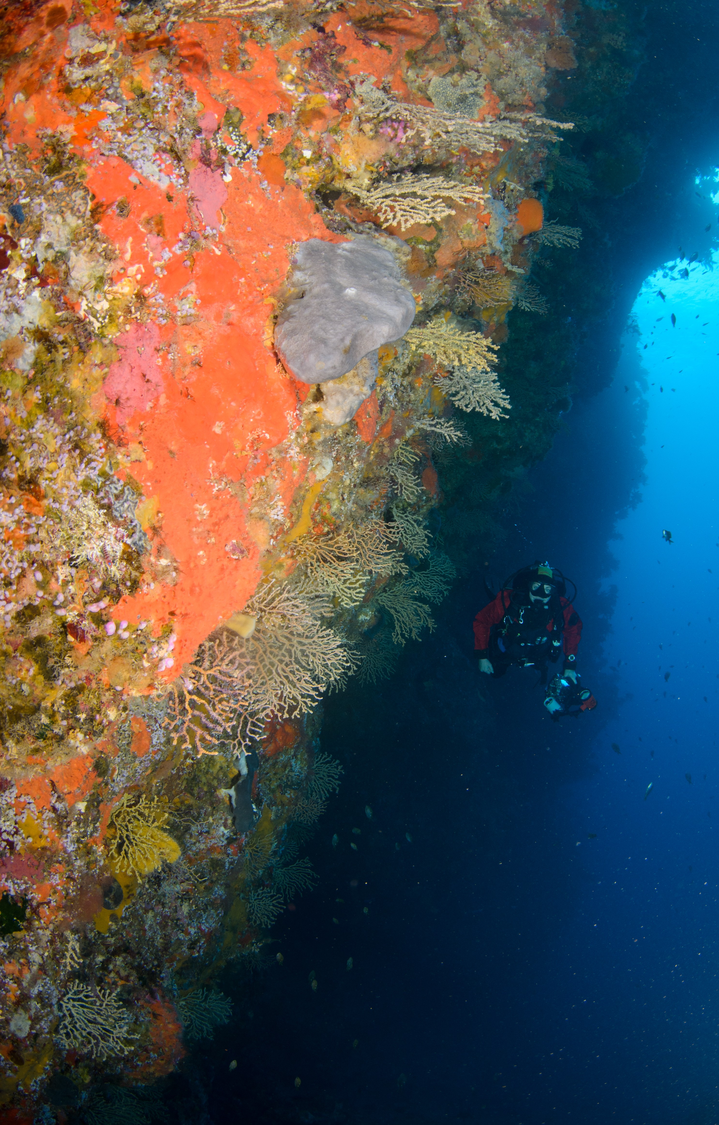 DSC_2113 – crispin, nz, new, zealand, new zealand, aug16_cm, Poor, Knights, Reef, Gorgonian, Fans,