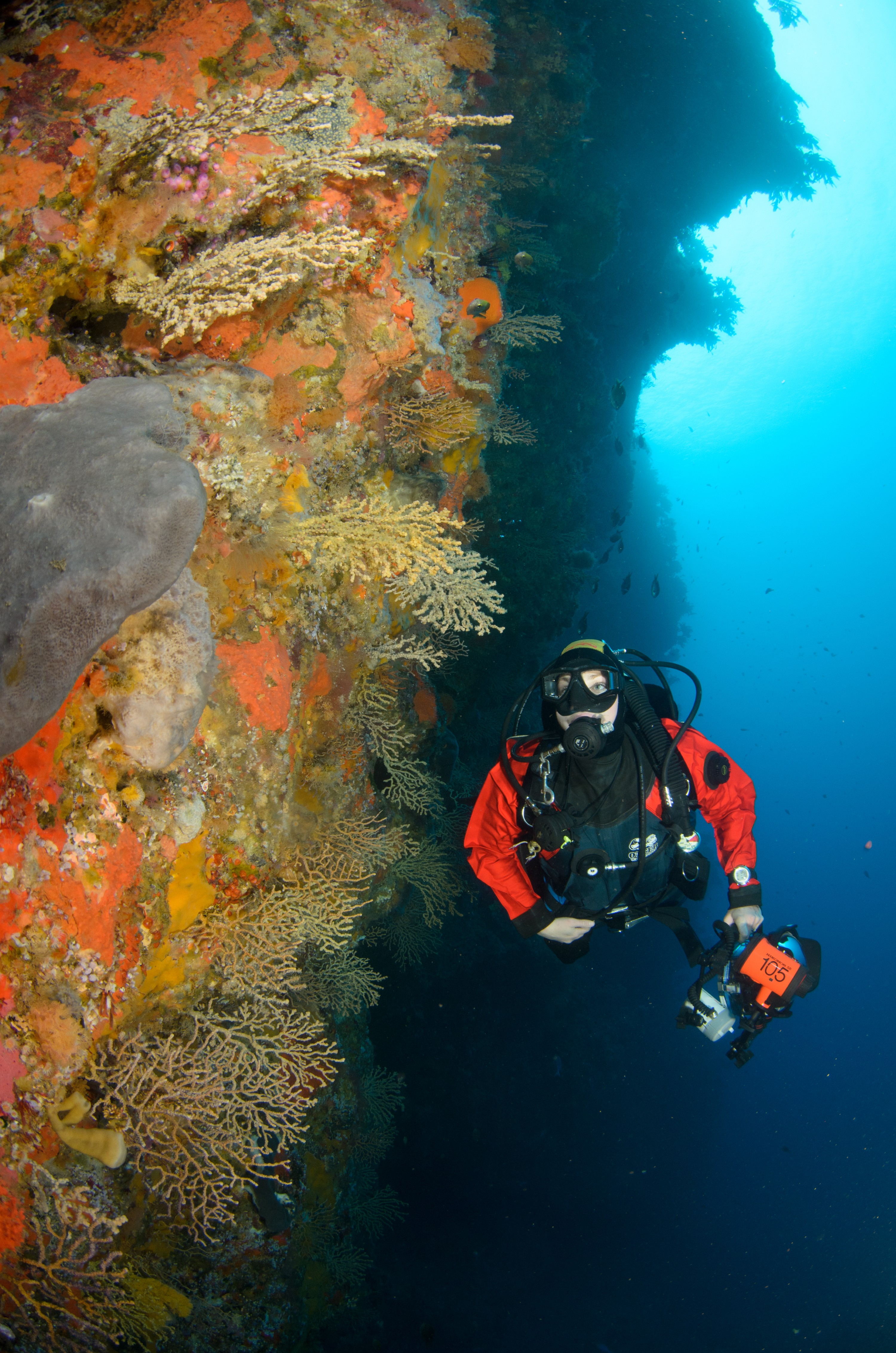 DSC_2117 – crispin, nz, new, zealand, new zealand, aug16_cm, Poor, Knights, Reef, Gorgonian, Fans,