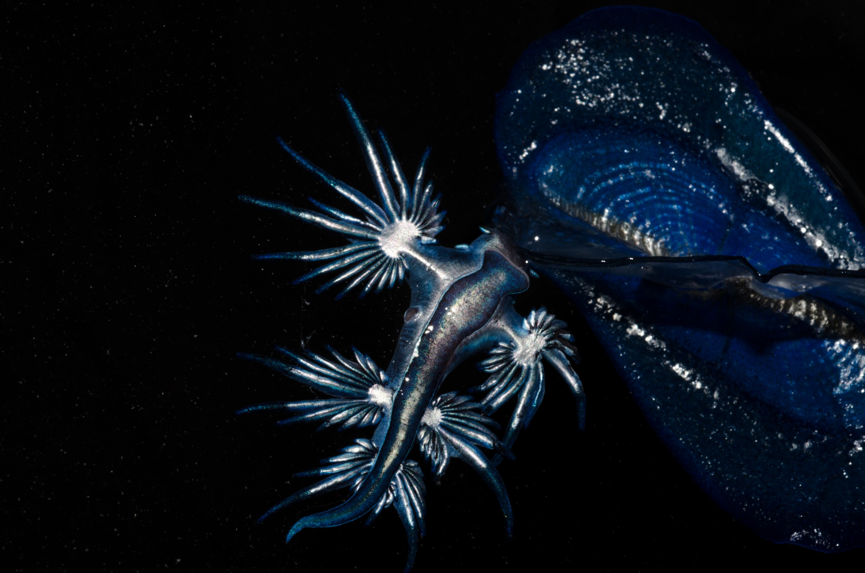 DSC_4206 – Underwater, Glaucus, atlanticus, Northland, nudibranch, blue, pokemon, pelagic, swallow, seaslug, sea slug, slug, sea, Crispin, marine, new zealand, zealand, new, nz,