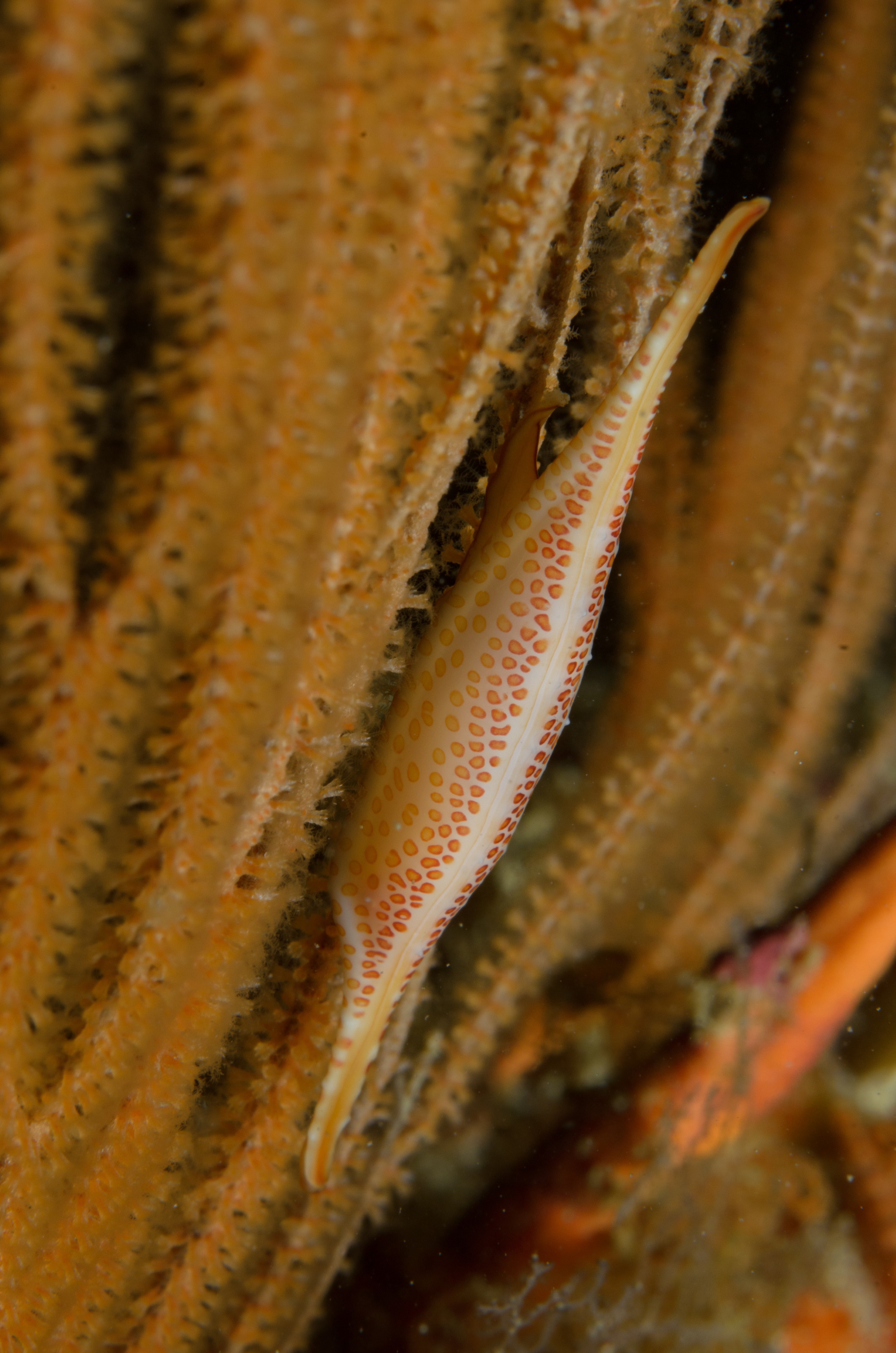 DSC_4643 – Crispin, Kurodavolva, NZ, cowrie, deep, denleys, new, northland, primnoides, rare, reef, spindle, wakayamensis, zealand, JAN17
