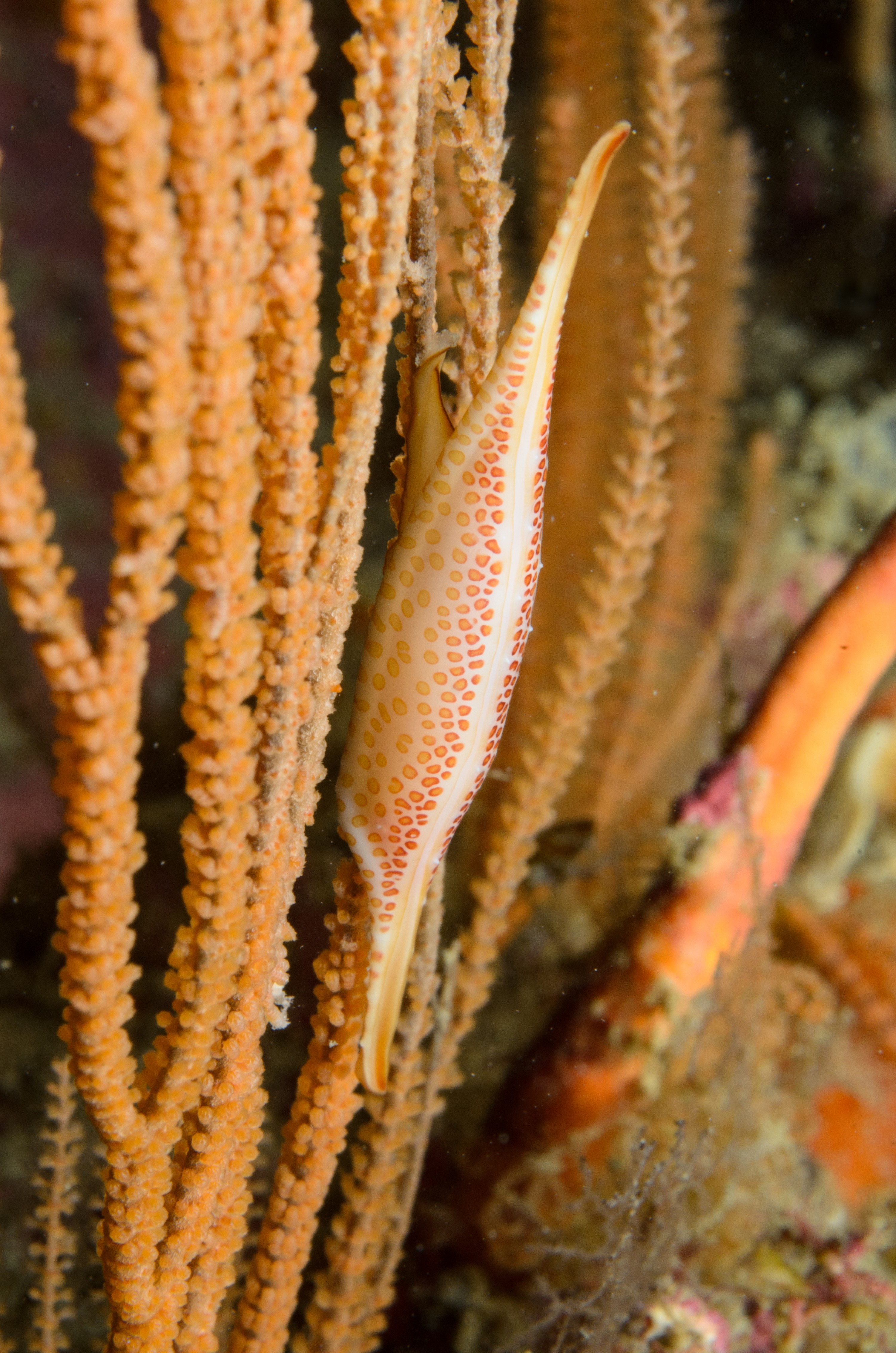 DSC_4692 – Crispin, Kurodavolva, NZ, cowrie, deep, denleys, new, northland, primnoides, rare, reef, spindle, wakayamensis, zealand, JAN17