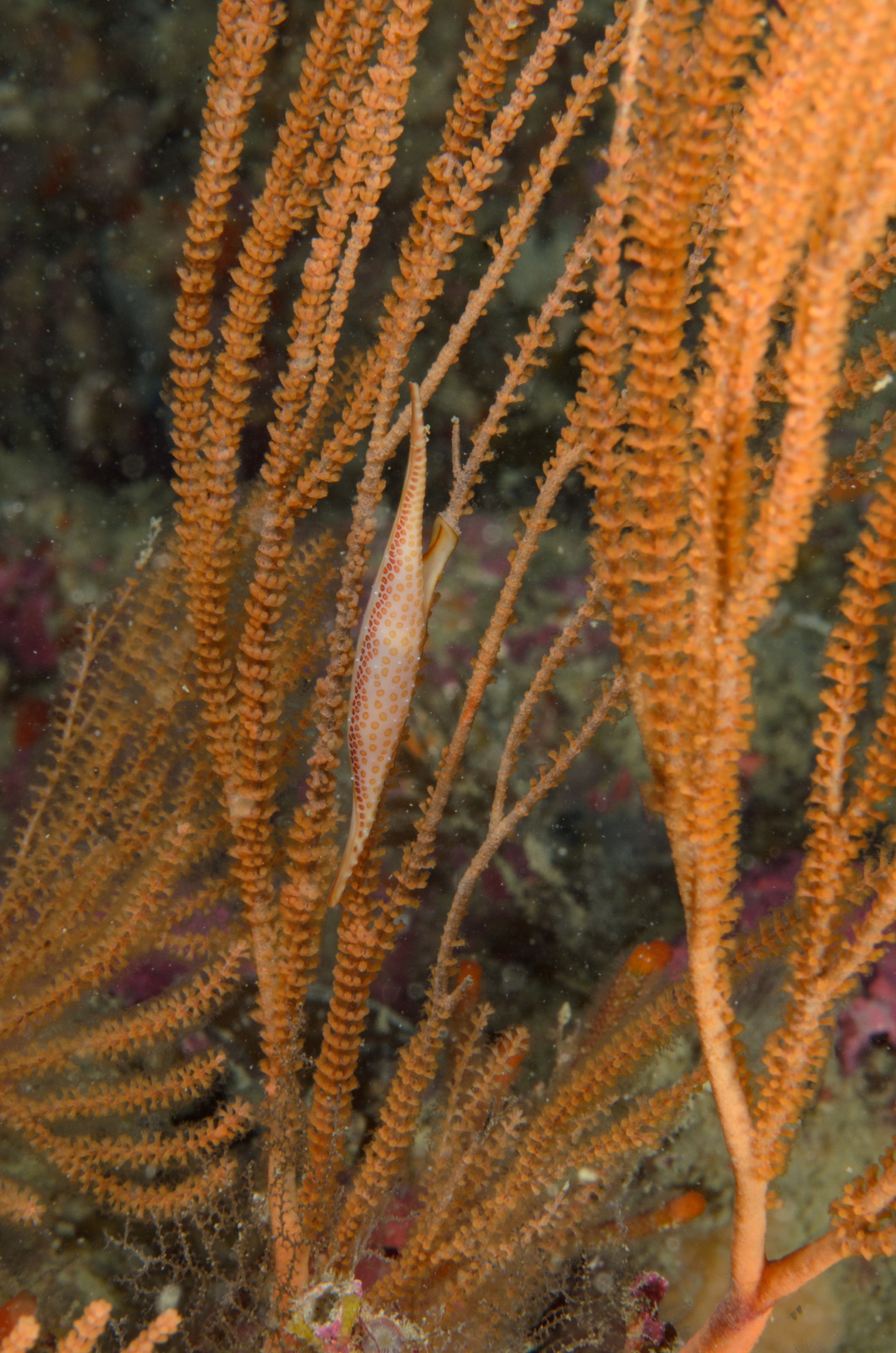 DSC_4702 – Crispin, Kurodavolva, NZ, cowrie, deep, denleys, new, northland, primnoides, rare, reef, spindle, wakayamensis, zealand, JAN17
