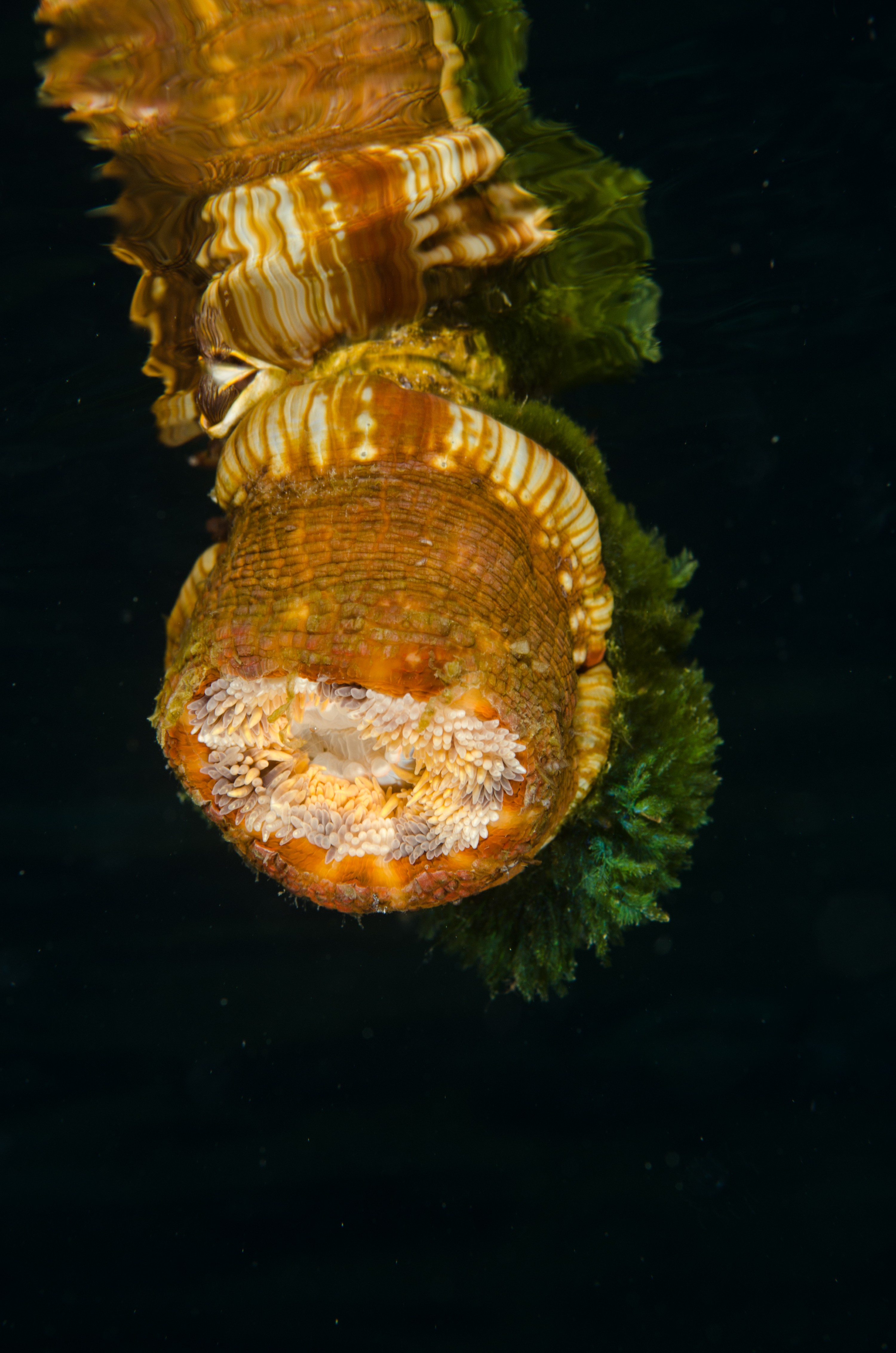 DSC_5029 – Mokohinau, Islands, Burgess, Island, crispin, nz, new, zealand, new zealand, Pelagic, Anemone, Calliactis, rare, pumice, flotsam, vagrant