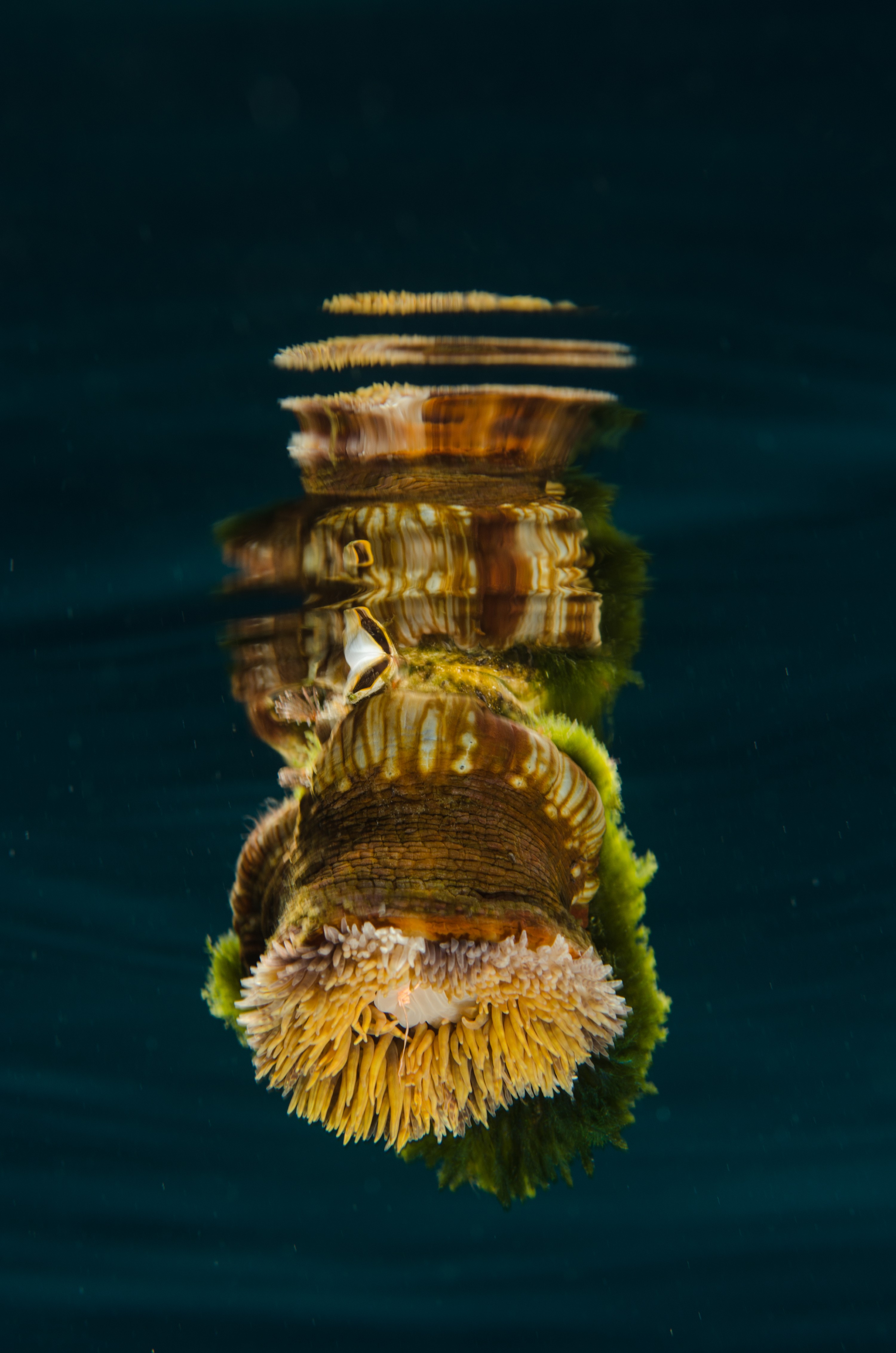 DSC_5077 – Mokohinau, Islands, Burgess, Island, crispin, nz, new, zealand, new zealand, Pelagic, Anemone, Calliactis, rare, pumice, flotsam, vagrant
