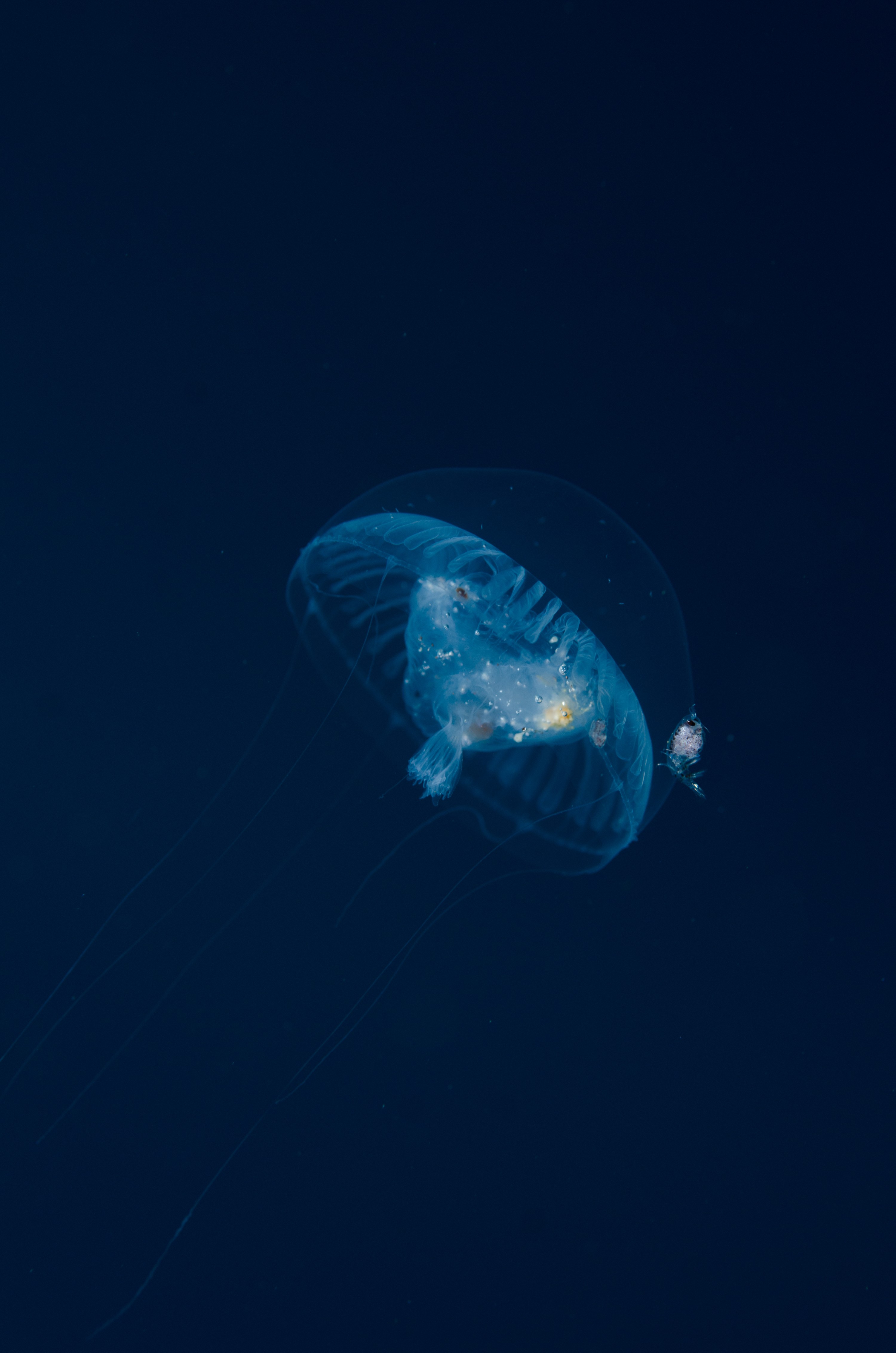 DSC_5121 – Underwater, Jelly, jellyfish, unknown, poor, knights, marine, reserve, pelagic, Crispin, marine, new zealand, zealand, new, nz,
