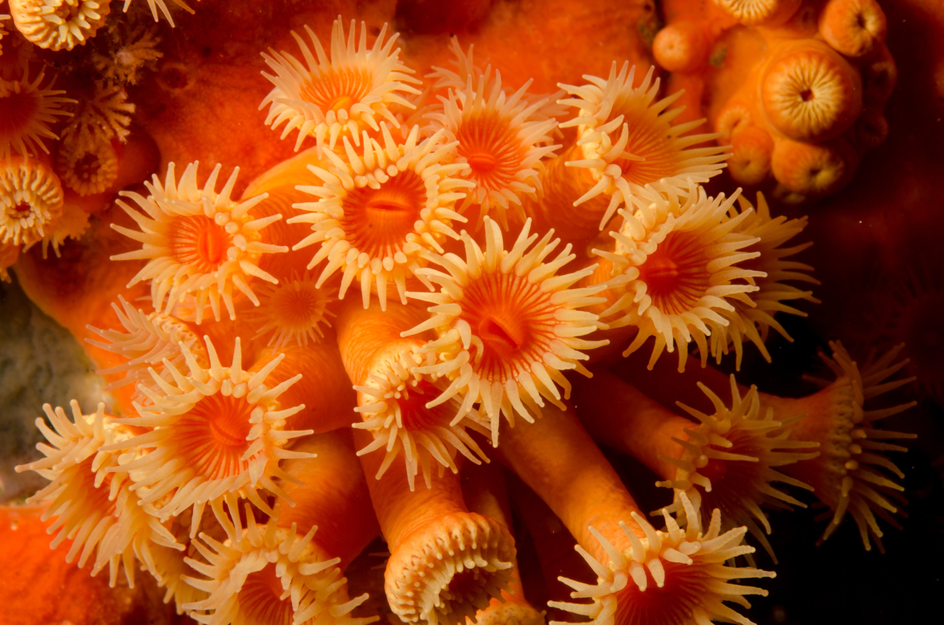 DSC_5236 – Underwater, Yellow, Zooanthid, Anemone, Parazoanthus, elongates, poor, knights, marine, reserve, Crispin, marine, new zealand, zealand, new, nz,