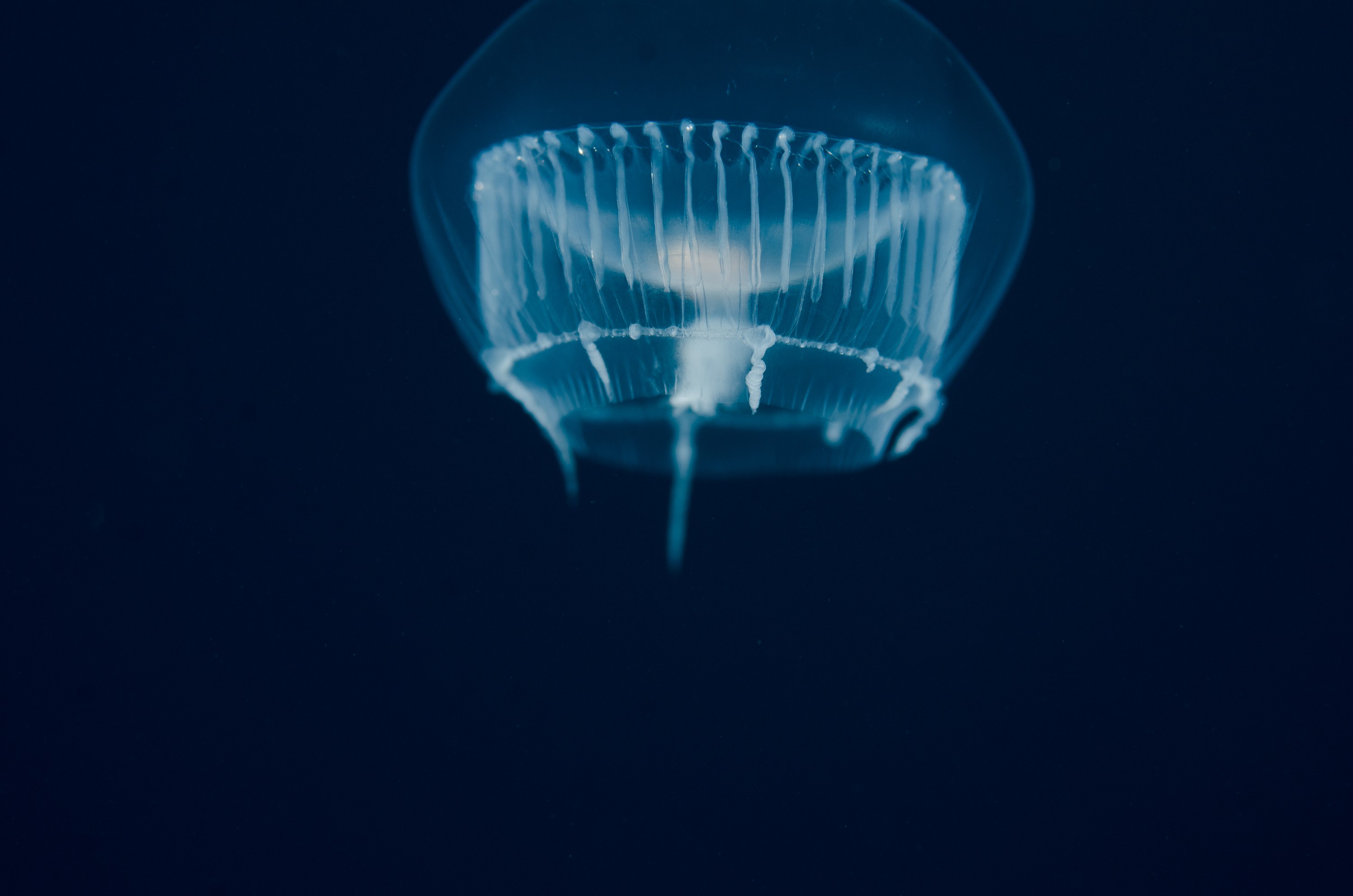 DSC_6207 – Underwater, Jelly, jellyfish, amphipod, feeding, unknown, poor, knights, marine, reserve, pelagic, Crispin, marine, new zealand, zealand, new, nz,