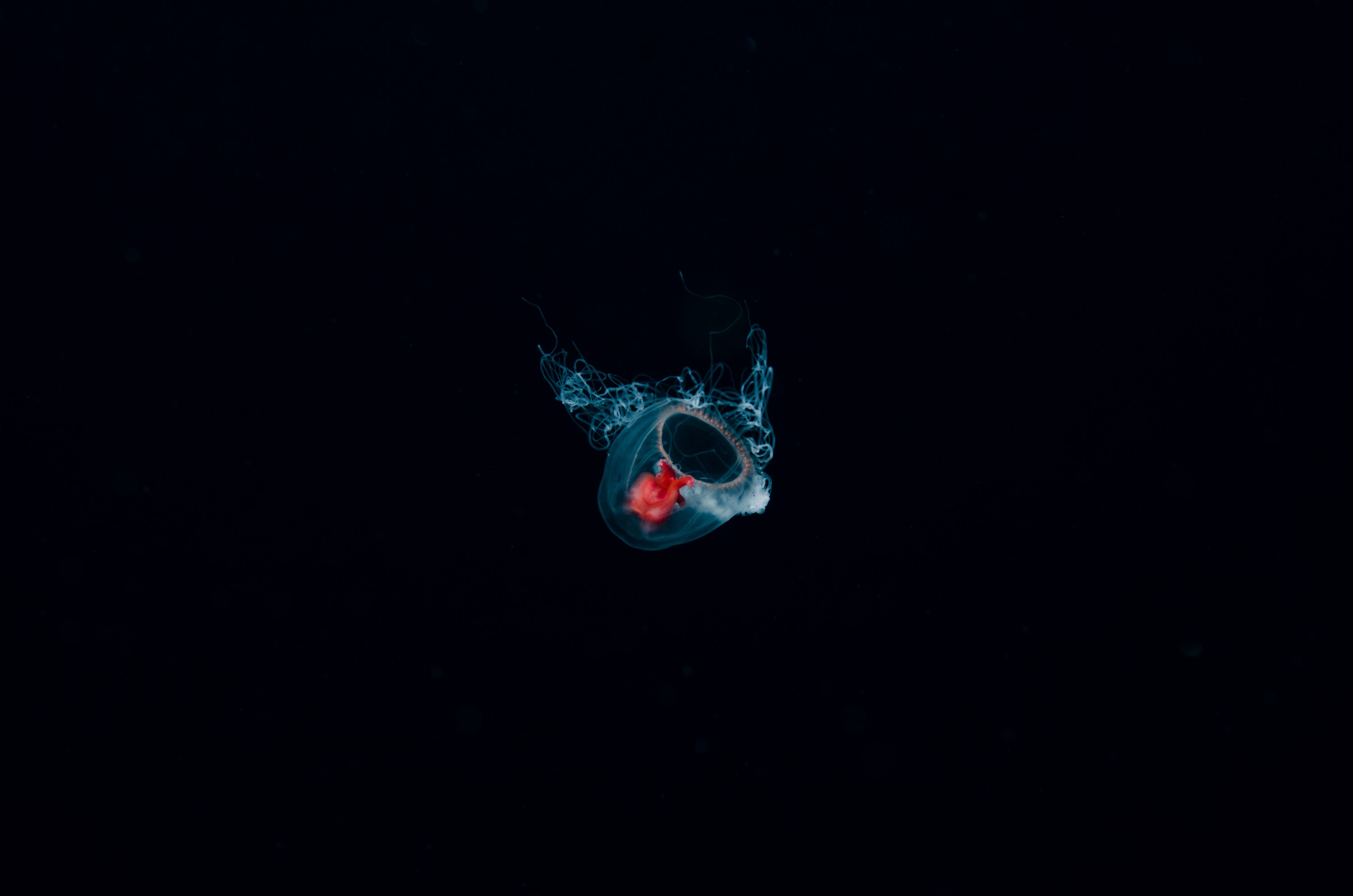 DSC_6394 – Underwater, Turritopsis, unknown, jelly, sting, cnidaria, space, oceanidae, poor, knights, marine, reserve, Crispin, marine, new zealand, zealand, new, nz,