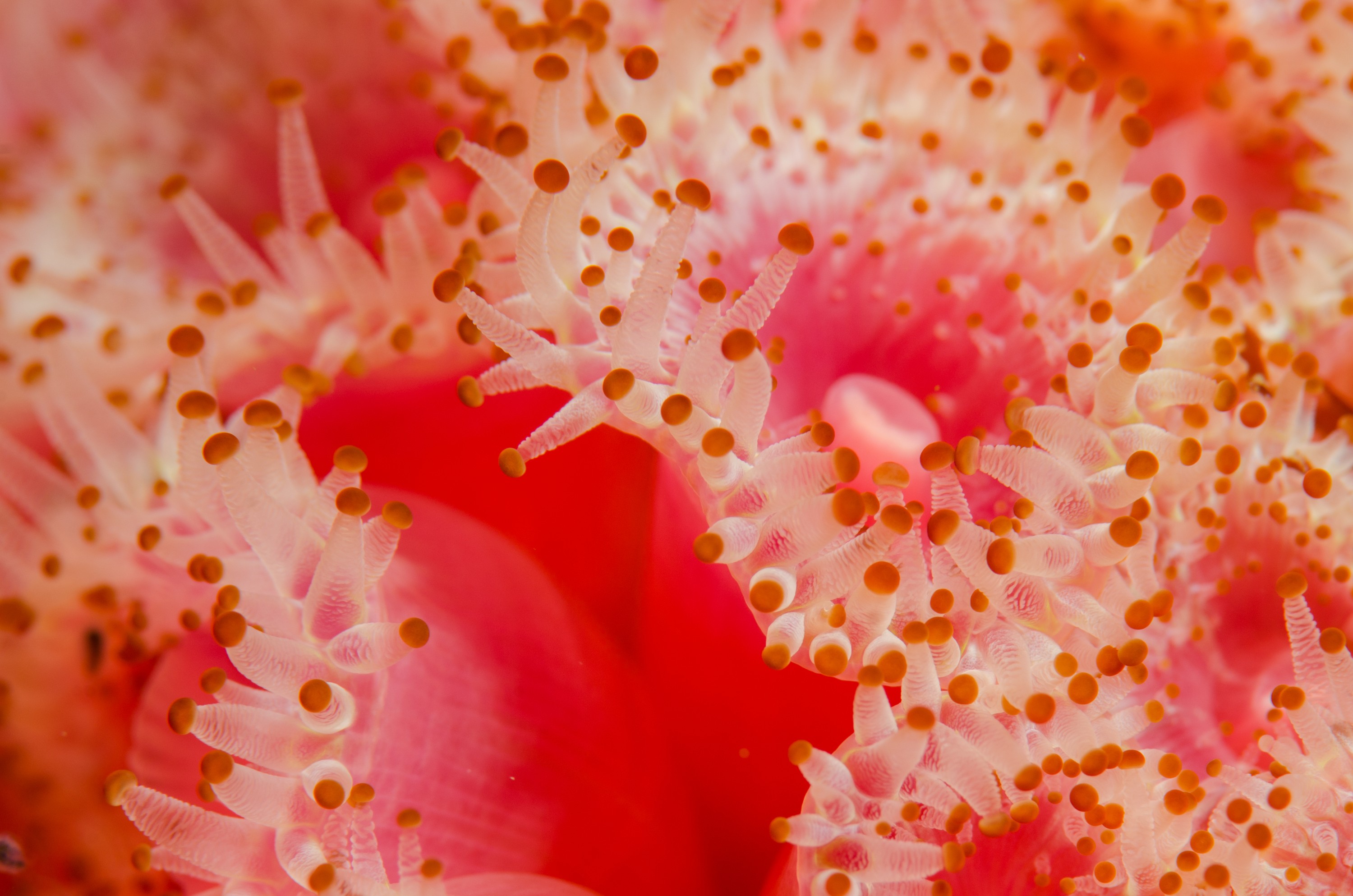 DSC_7205 – Jewel, Anemone, Corynactis, haddoni, poor, knights, marine, reserve, Crispin, marine, new zealand, zealand, new, nz,