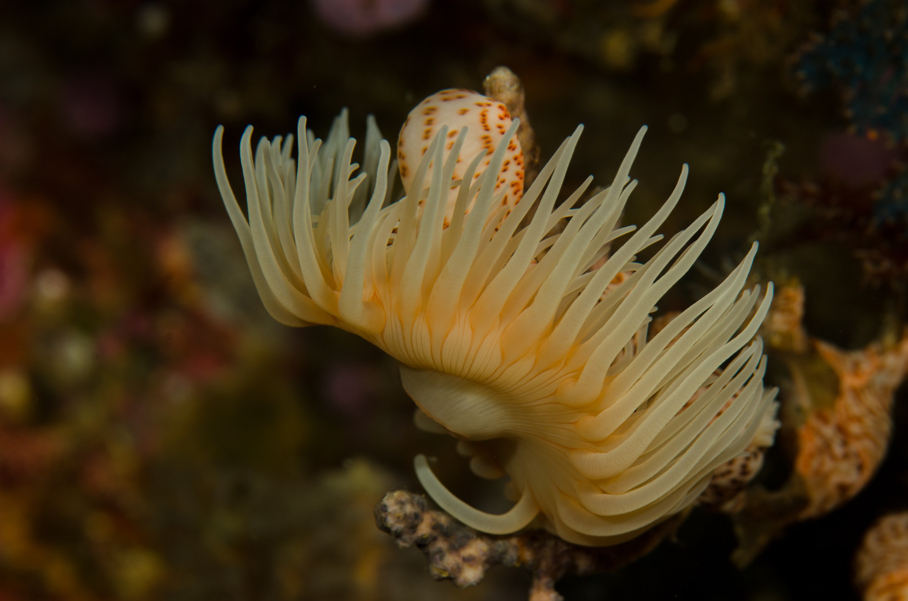 DSC_7223 – Underwater, Leopard, Anemone, Antipatharia, Poor, Knights, Marine, Reserve, Crispin, marine, new zealand, zealand, new, nz,