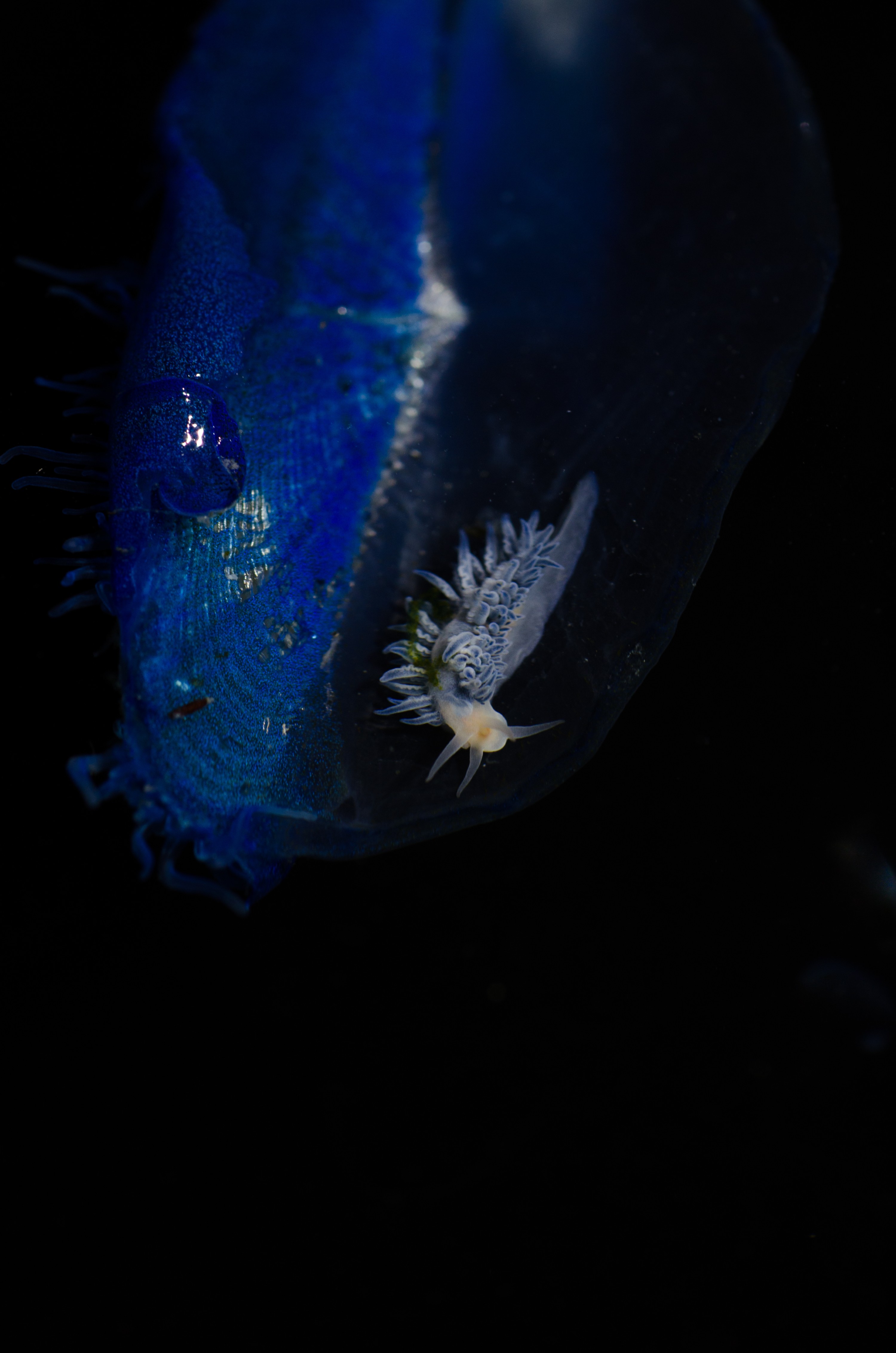 DSC_7271 – Underwater, By, the, wind, sailors, Velella, velella, Fiona, nudibranch, Fiona, pinnata, pelagic, seaslug, sea slug, blue, oceanic, rare, Crispin, marine, new zealand, zealand, new, nz,