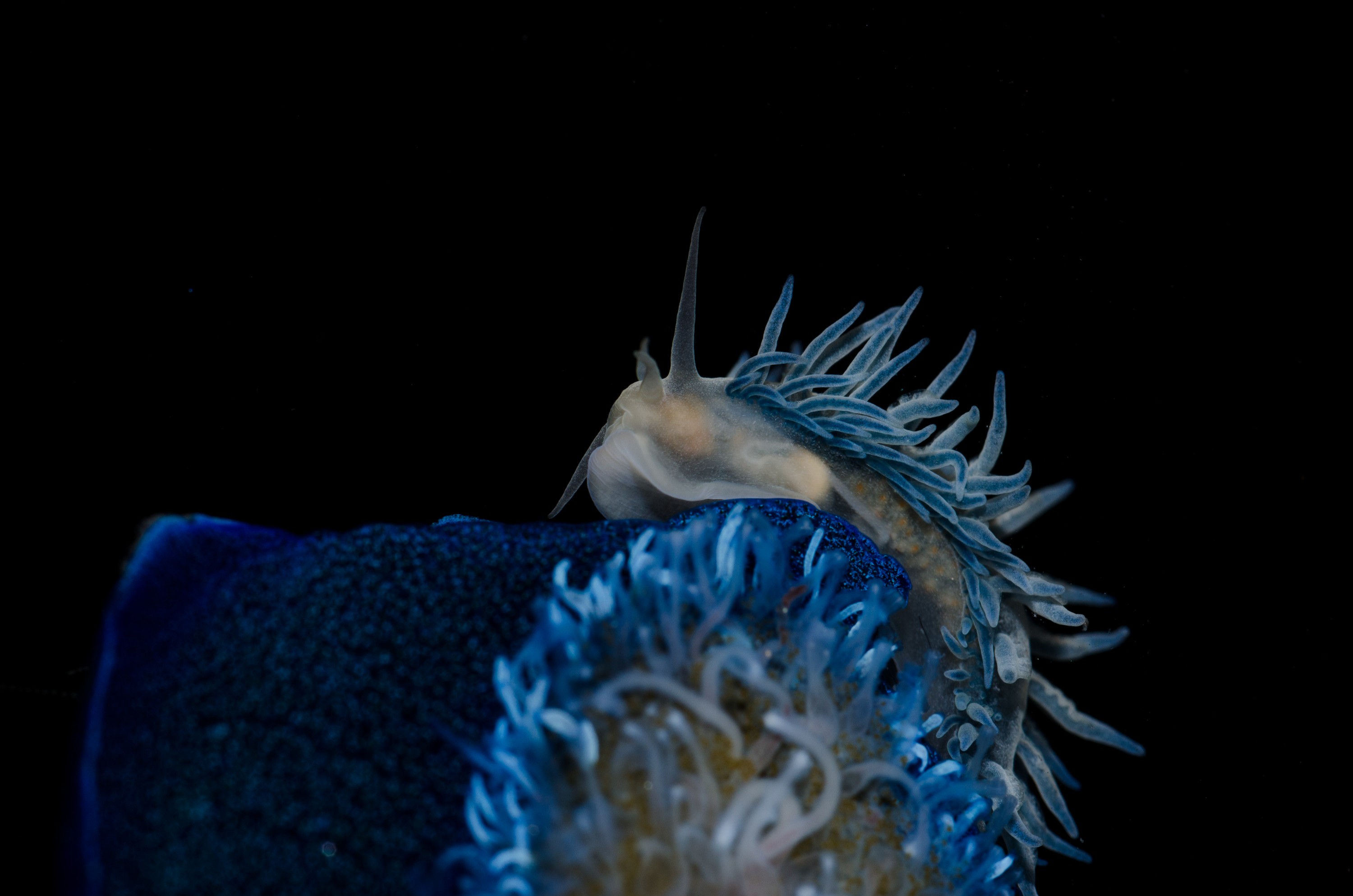 DSC_7334 – Underwater, By, the, wind, sailors, Velella, velella, Fiona, nudibranch, Fiona, pinnata, pelagic, seaslug, sea slug, blue, oceanic, rare, Crispin, marine, new zealand, zealand, new, nz,