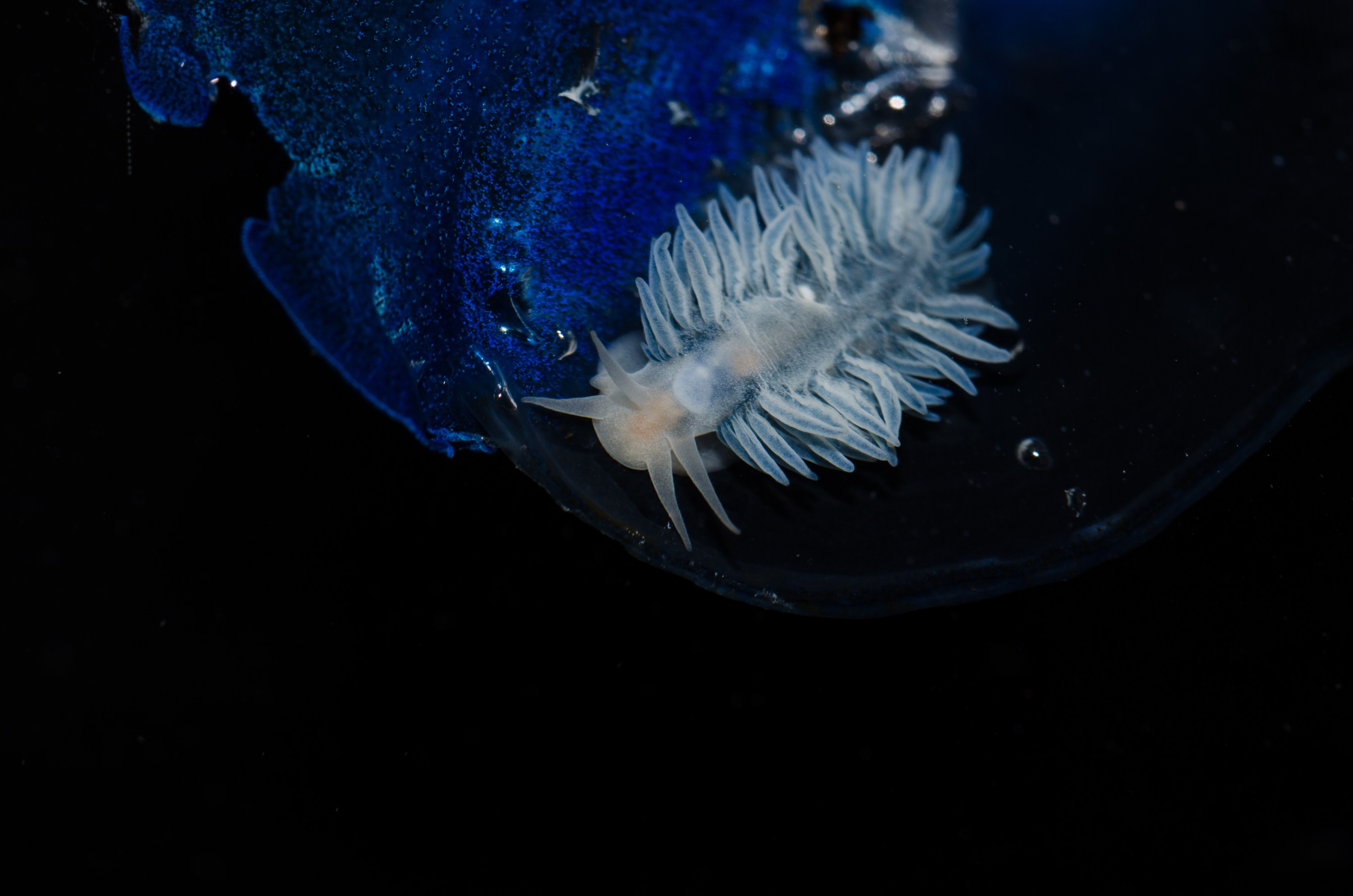 DSC_7349 – Underwater, By, the, wind, sailors, Velella, velella, Fiona, nudibranch, Fiona, pinnata, pelagic, seaslug, sea slug, blue, oceanic, rare, Crispin, marine, new zealand, zealand, new, nz,