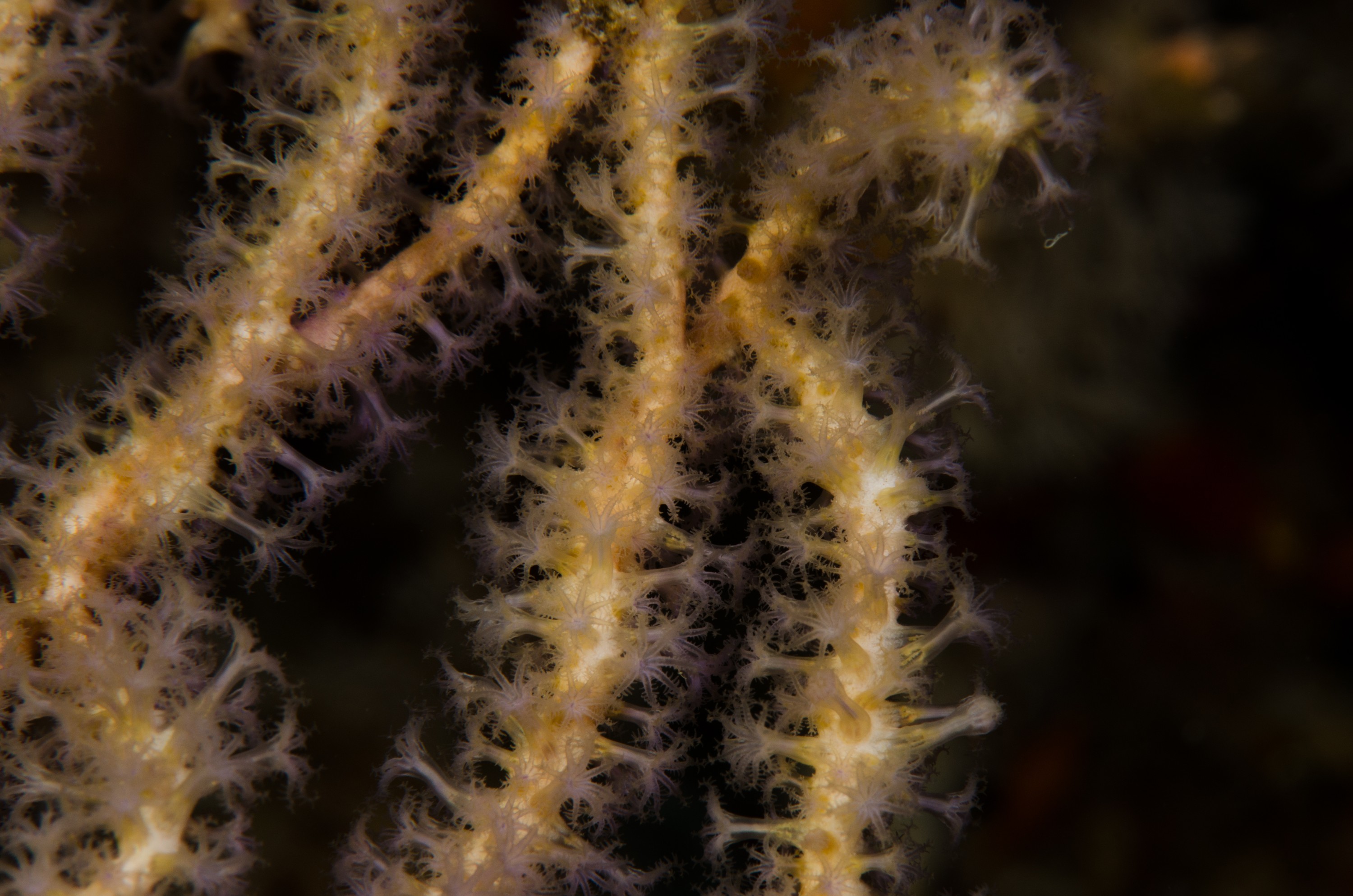 DSC_7920 – Gorgonian Fans, unknown, poor, knights, marine reserve, Crispin, marine, new zealand, zealand, new, nz,