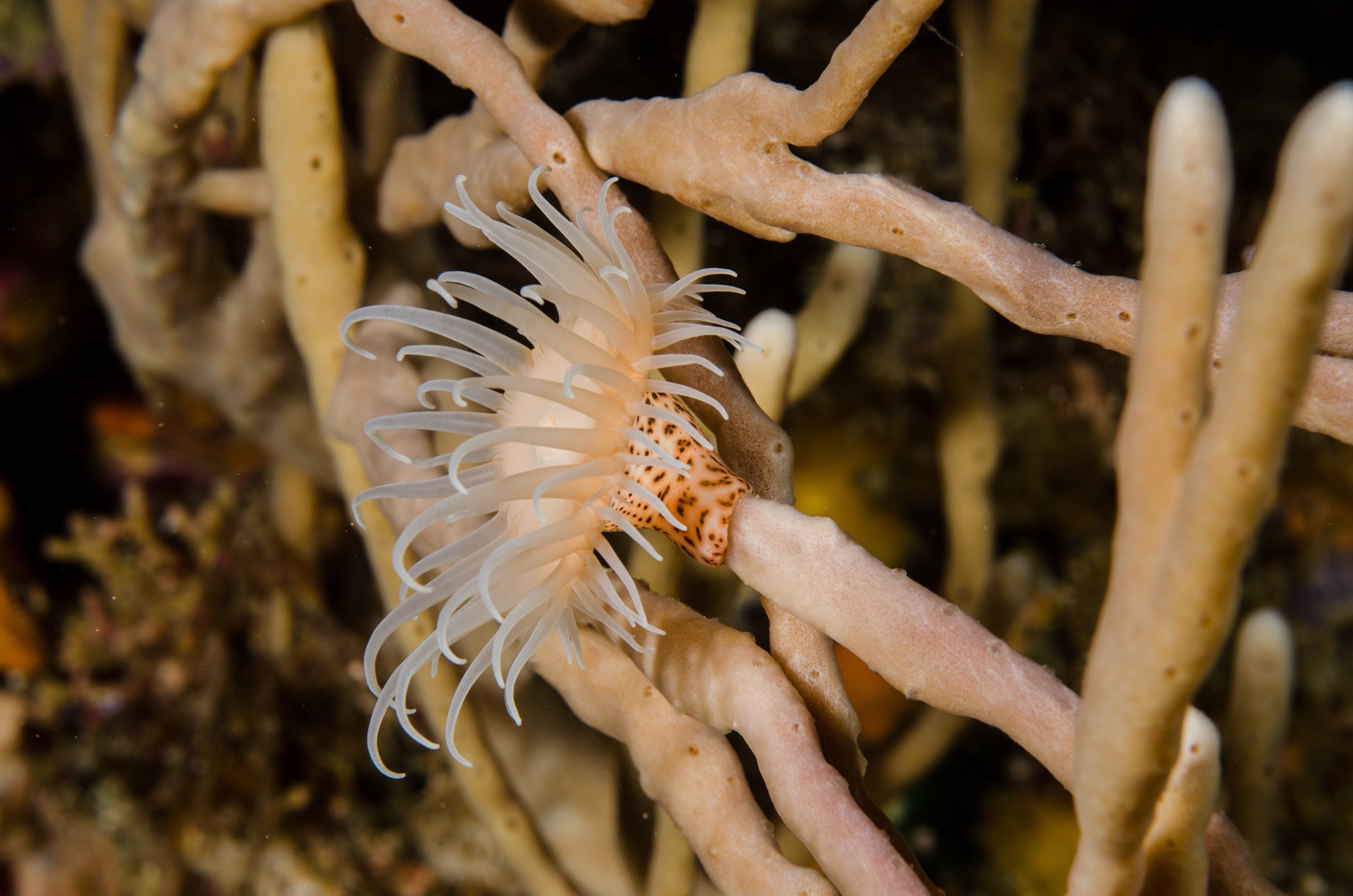 DSC_8227 – Underwater, Leopard, Anemone, Antipatharia, Poor, Knights, Marine, Reserve, Crispin, marine, new zealand, zealand, new, nz,