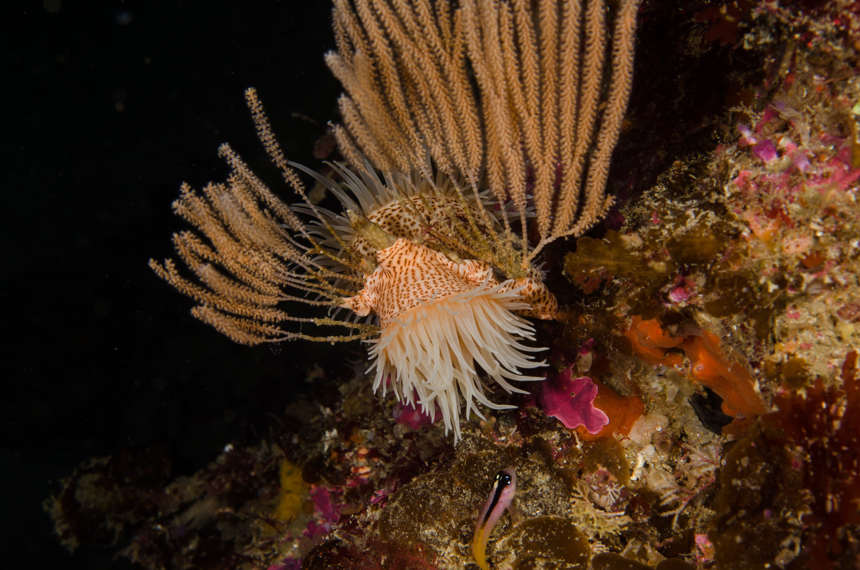 DSC_8242 – Underwater, Leopard, Anemone, Antipatharia, Poor, Knights, Marine, Reserve, Crispin, marine, new zealand, zealand, new, nz,