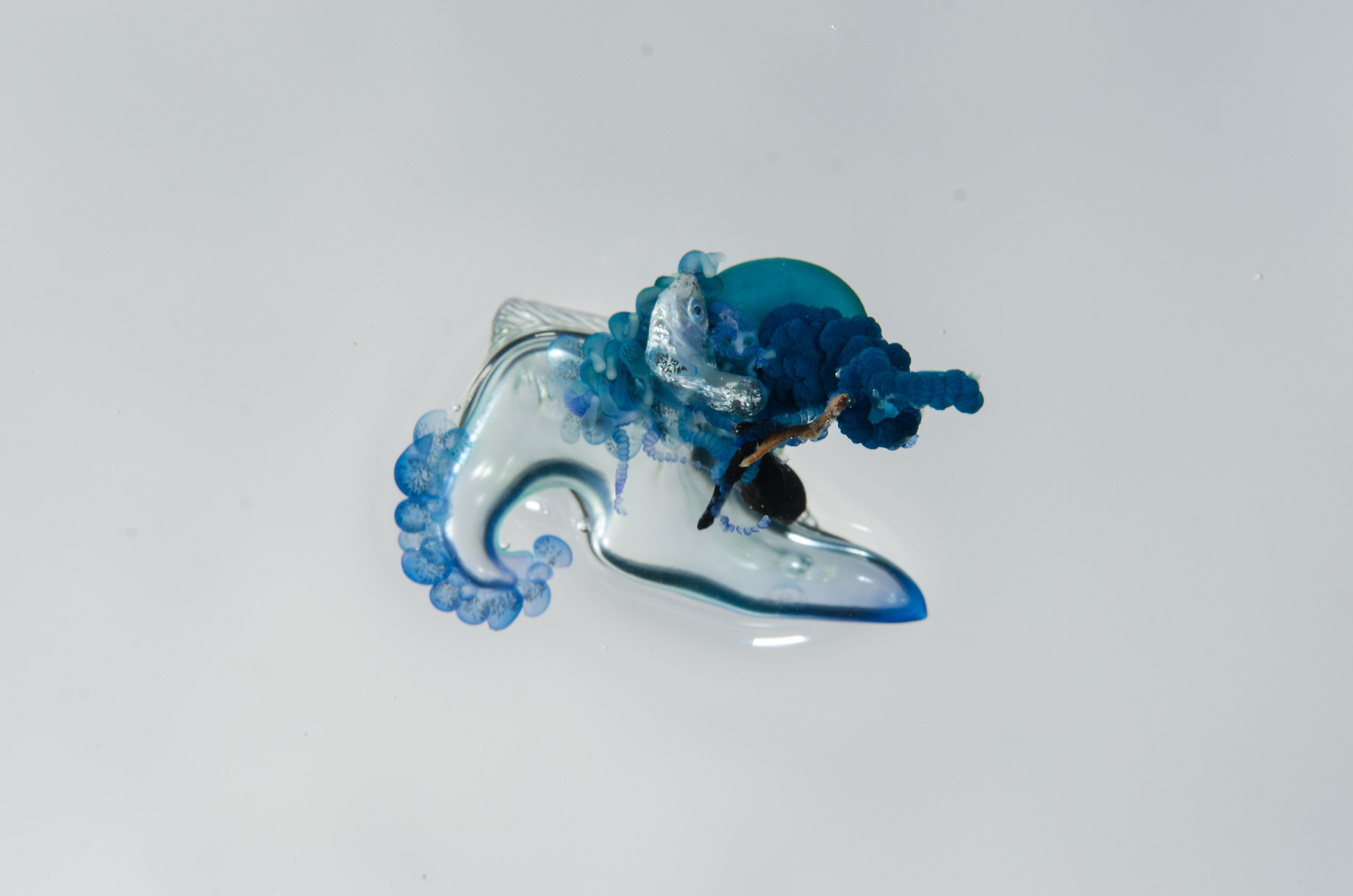 DSC_9253 – Underwater, Physalia, physalis, Portuguese, man, o', war, o, blue, bottle, sting, pelagic, float, sail, blue, cnidarian, Physaliida, venomous, painful, kill, Poor, Knights, Marine, Reserve, Nursery, Cove, Crispin, marine, new zealand, zealand, new, nz,