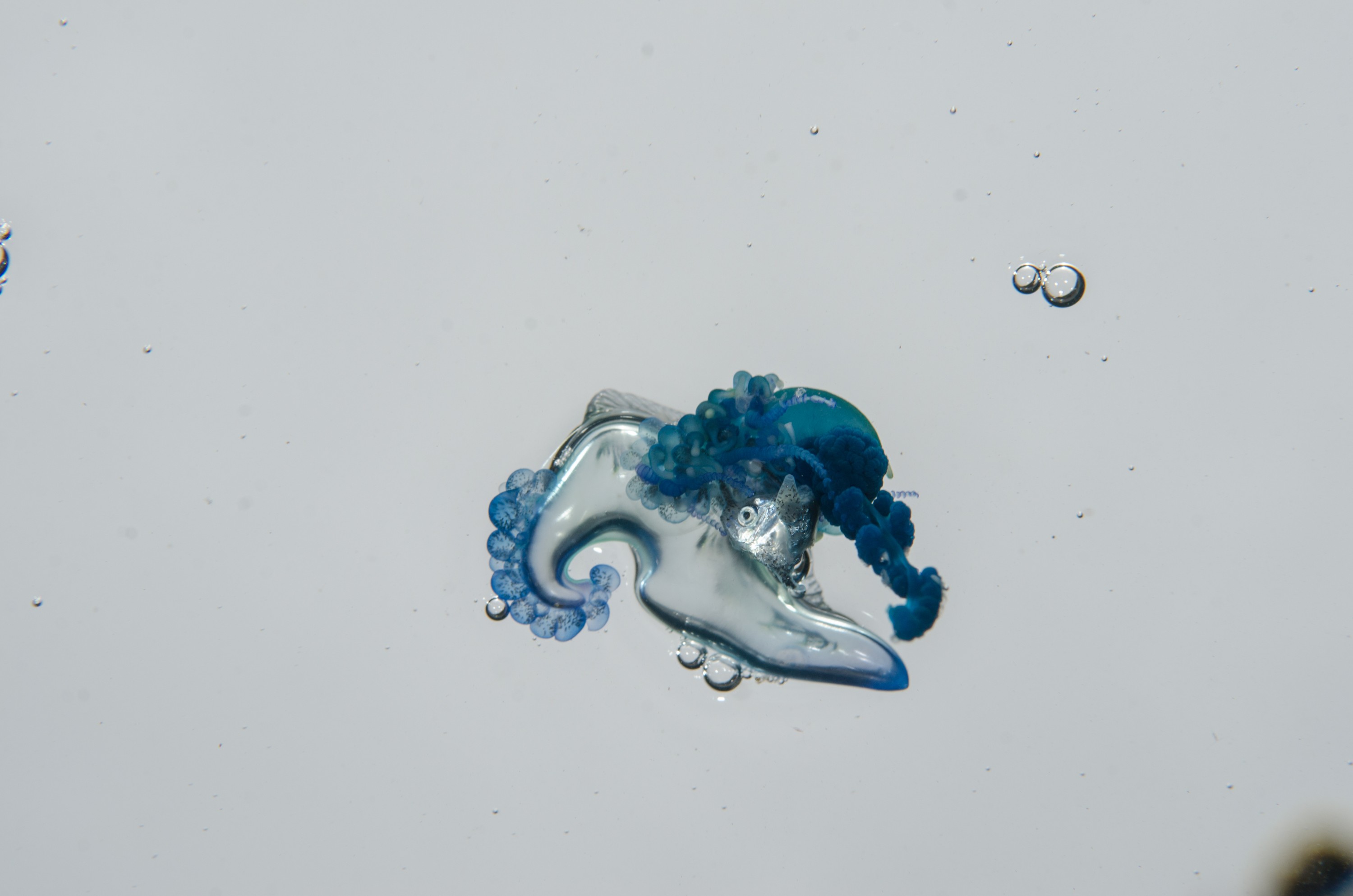 DSC_9264 – Underwater, Physalia, physalis, Portuguese, man, o', war, o, blue, bottle, sting, pelagic, float, sail, blue, cnidarian, Physaliida, venomous, painful, kill, Poor, Knights, Marine, Reserve, Nursery, Cove, Crispin, marine, new zealand, zealand, new, nz,