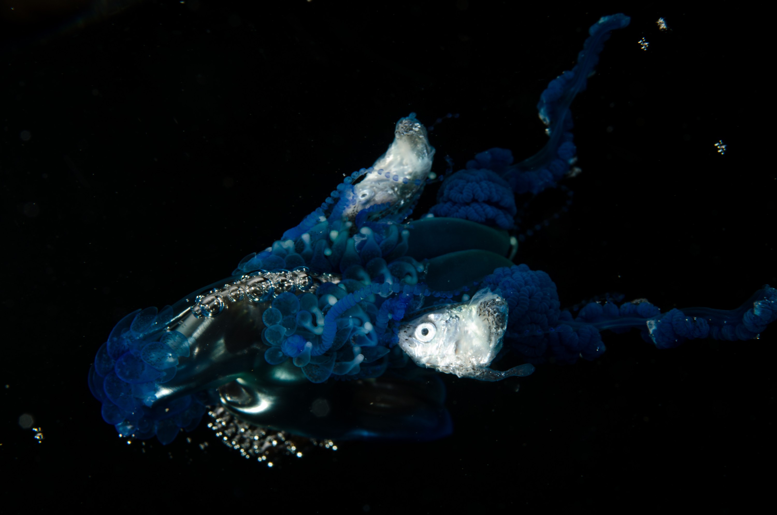 DSC_9274 – Underwater, Physalia, physalis, Portuguese, man, o', war, o, blue, bottle, sting, pelagic, float, sail, blue, cnidarian, Physaliida, venomous, painful, kill, Poor, Knights, Marine, Reserve, Nursery, Cove, Crispin, marine, new zealand, zealand, new, nz,