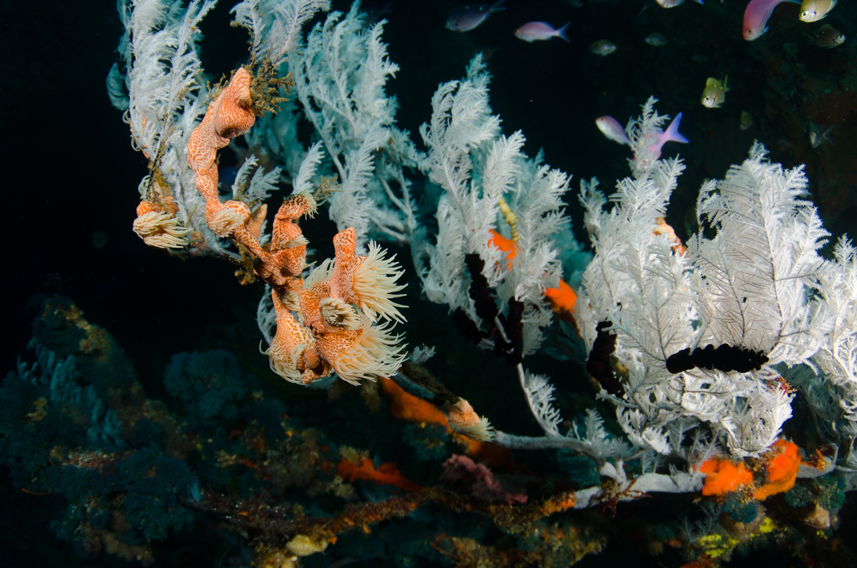 DSC_9356 – Antipathella, Poor, black coral, crispin, knights, leopard anemone, marine, new, northland, nz, reserve, zealand, JAN17