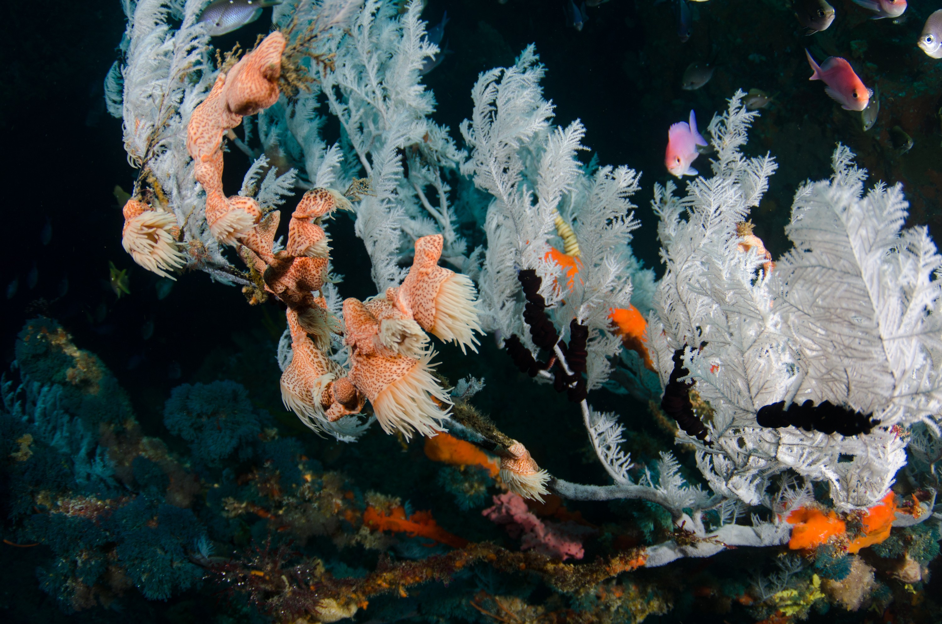 DSC_9357 – Antipathella, Poor, black coral, crispin, knights, leopard anemone, marine, new, northland, nz, reserve, zealand, JAN17