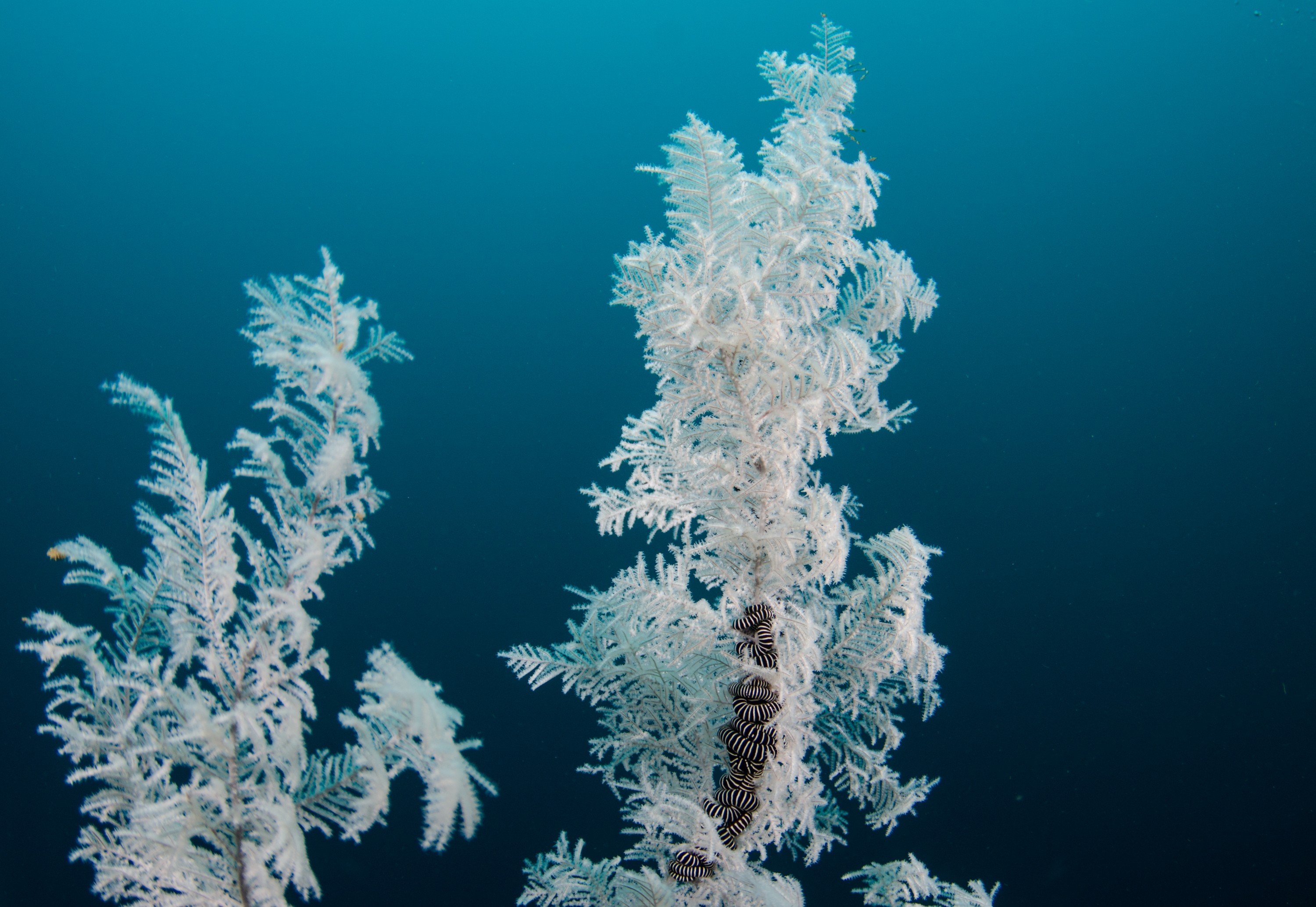 DSC_9362 – Antipathella, Poor, black coral, crispin, knights, leopard anemone, marine, new, northland, nz, reserve, zealand, JAN17