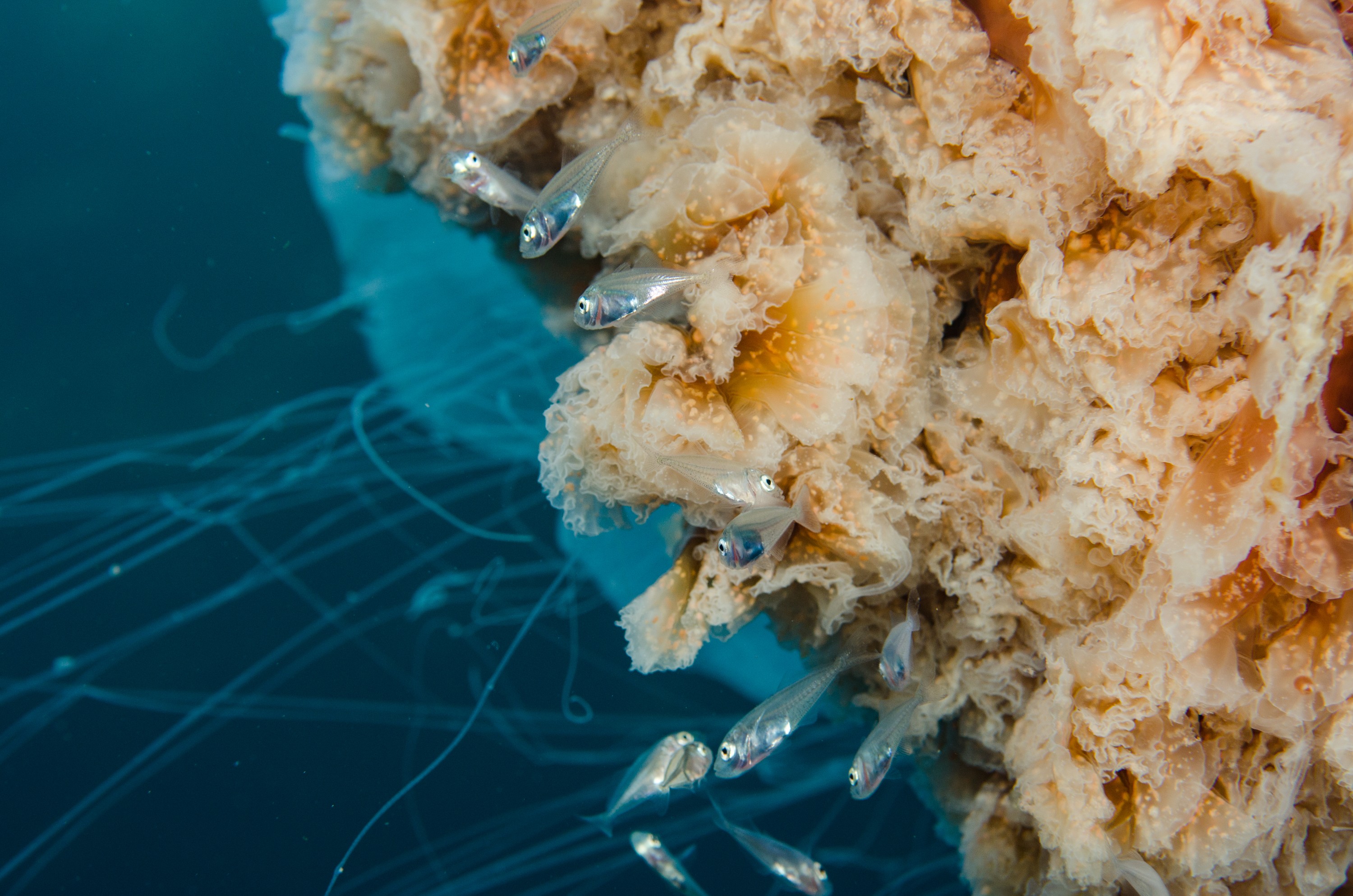 DSC_9409 – Cyanea, Jellyfish, Lion's, Lions, Lionsmane, Mane, Poor, crispin, jelly, knights, marine, new, northland, nz, reserve, zealand, JAN17