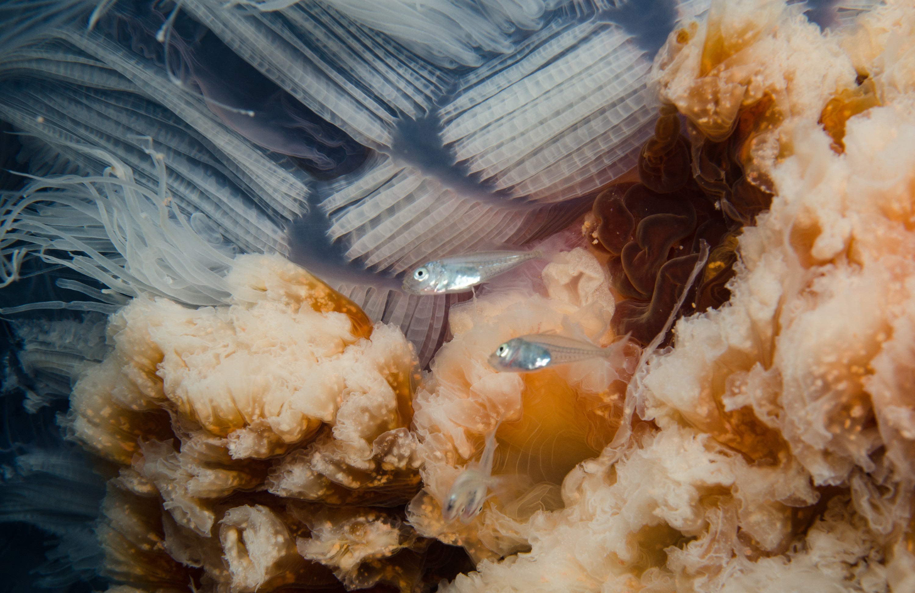 DSC_9418 – Cyanea, Jellyfish, Lion's, Lions, Lionsmane, Mane, Poor, crispin, jelly, knights, marine, new, northland, nz, reserve, zealand, JAN17