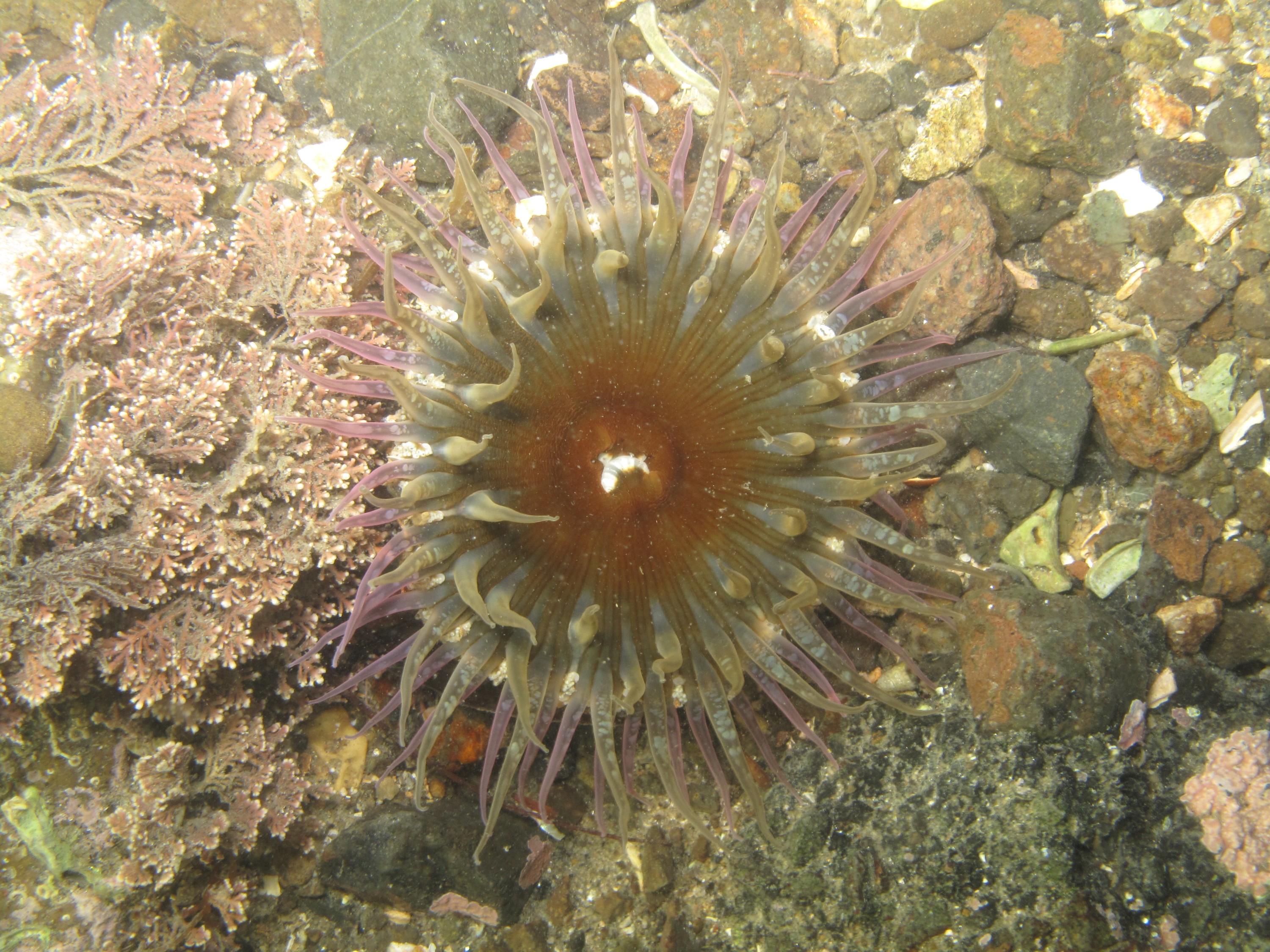 IMG_3249 – crispin, nz, new, zealand, sand, anemone, ngunguru, new zealand, marine, estuary,