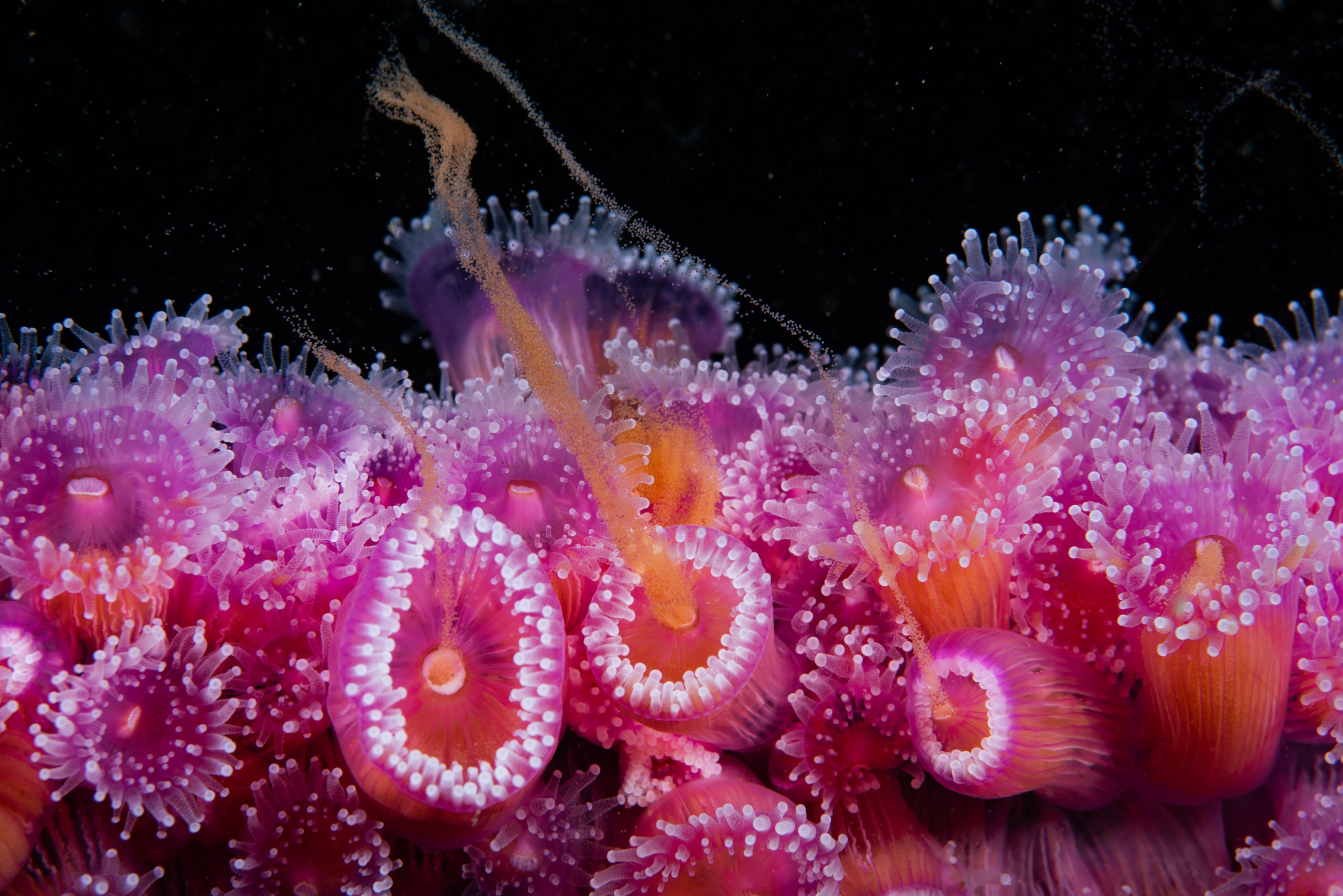 _CJM8722 – bayofislands, bay, of, islands, northland, crispin, seacology, seacologynz, cape brett, marine, reserves, reserve, Jewel, Anemone, Corynactis, viridis