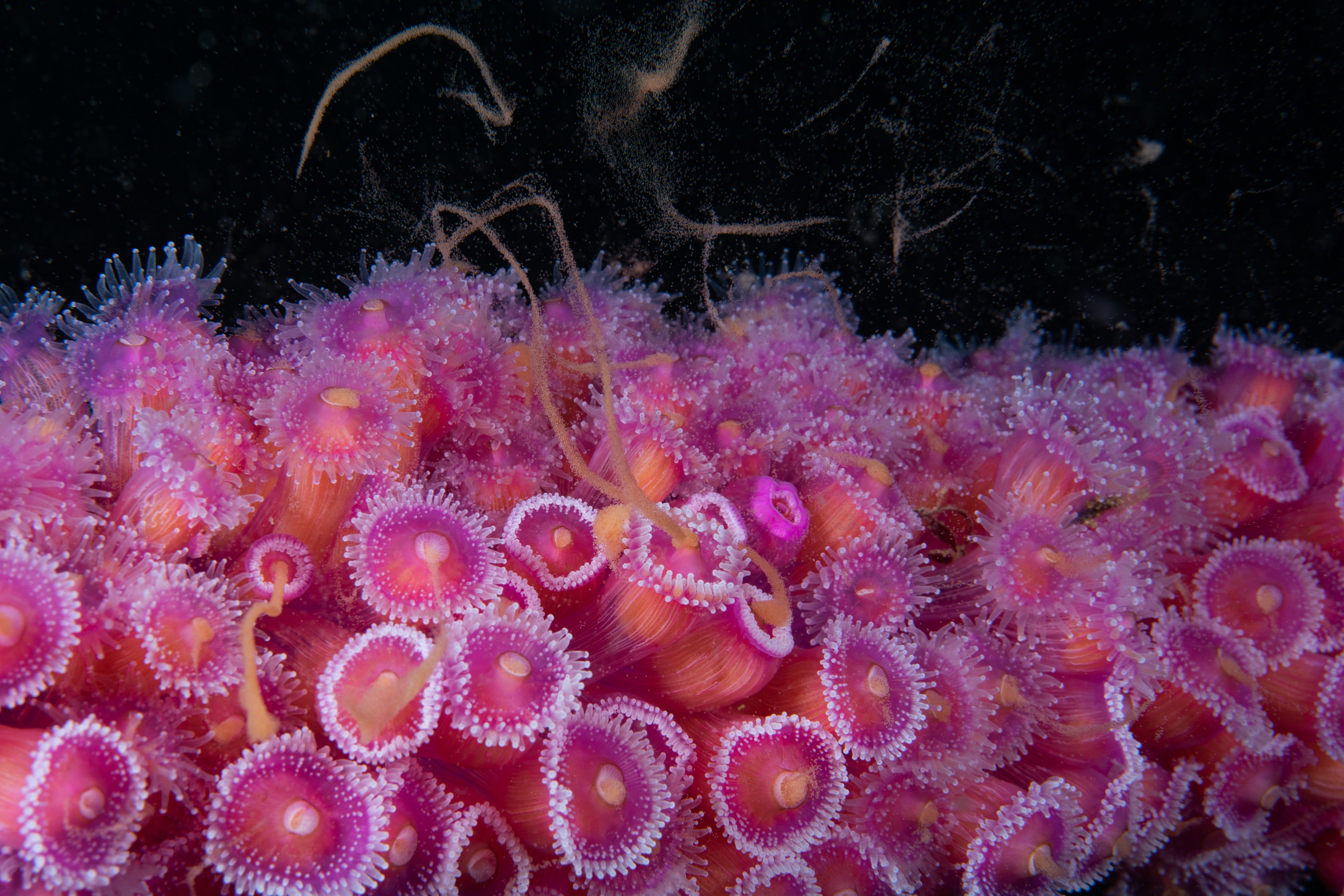 _CJM8832 – bayofislands, bay, of, islands, northland, crispin, seacology, seacologynz, cape brett, marine, reserves, reserve, Jewel, Anemone, Corynactis, viridis
