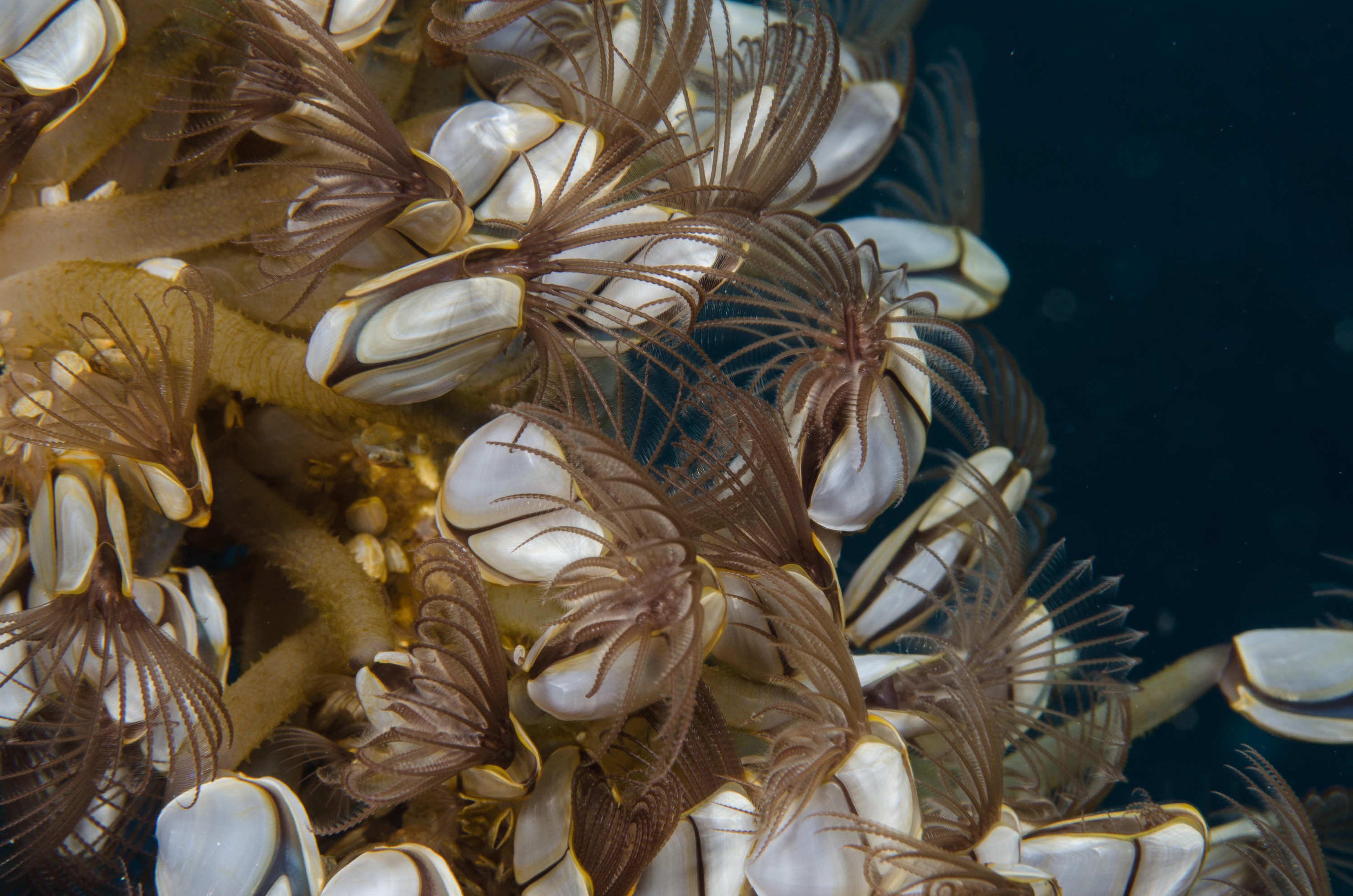 Crustaceans