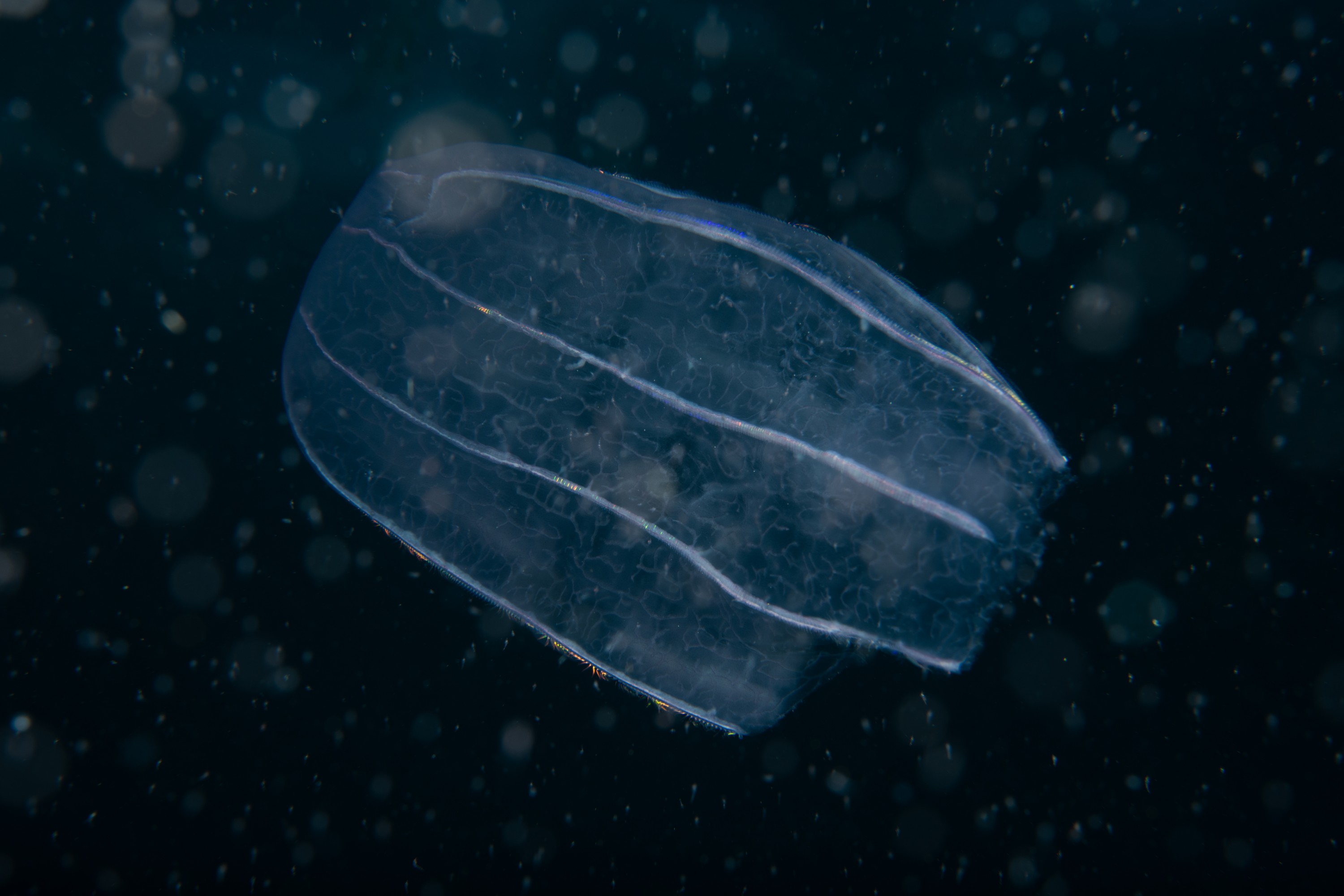 DSC_1461 – Ctenophore, new, zealand, crispin, seacology, seacologynz, jelly, comb