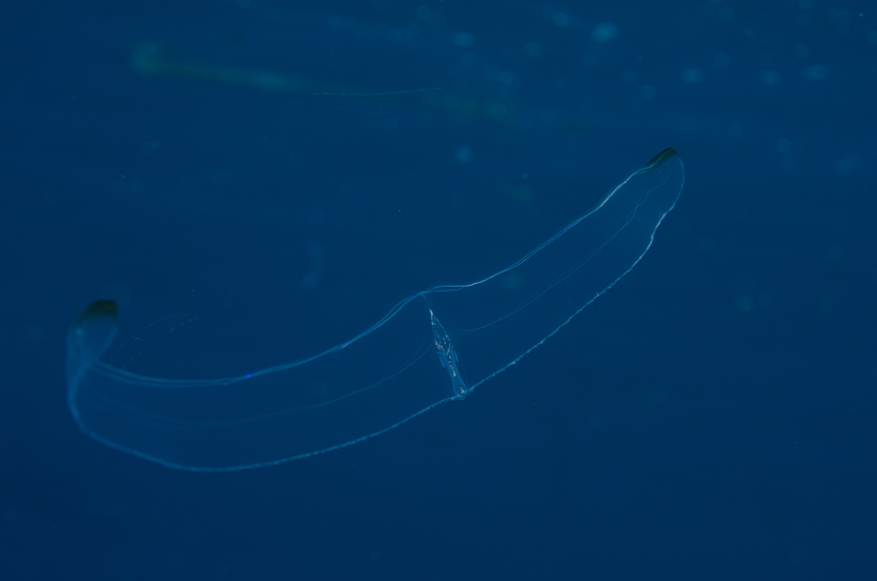 DSC_6339 – Cestum veneris, Ctenophora, Jan Tunnel, June 16, Lost World, Tentaculata, Venus's Girdle, crispin, gurdle, jelly, marine reserve, new zealand, northland, nz, poor knights, tutukaka, venus, Ctenophore, new, zealand, seacology, seacologynz, comb