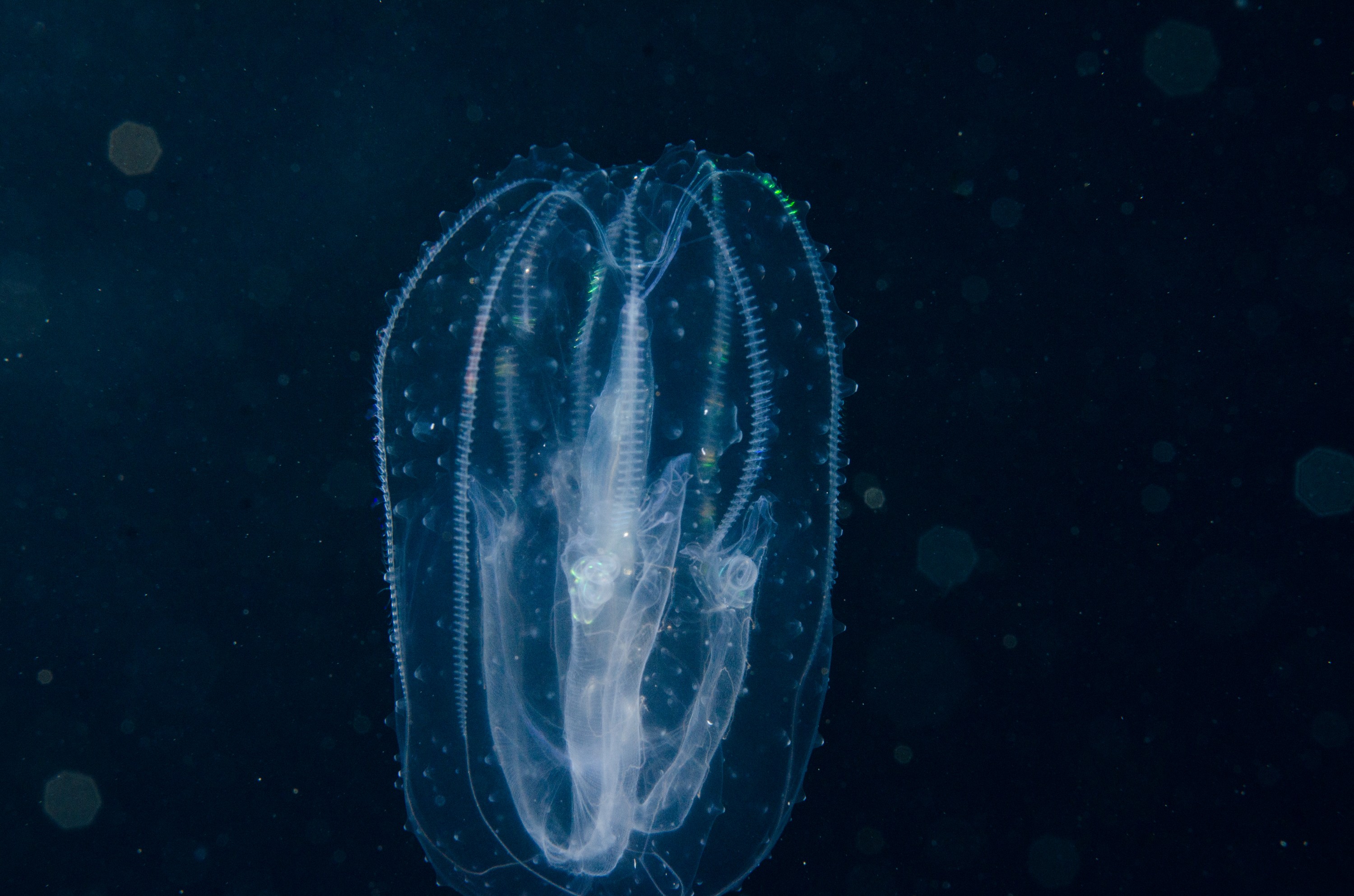 DSC_8265 – Underwater, Ctenophore, unknown, jelly, lights, light, poor, knights, marine, reserve, Crispin, marine, new zealand, zealand, new, nz,