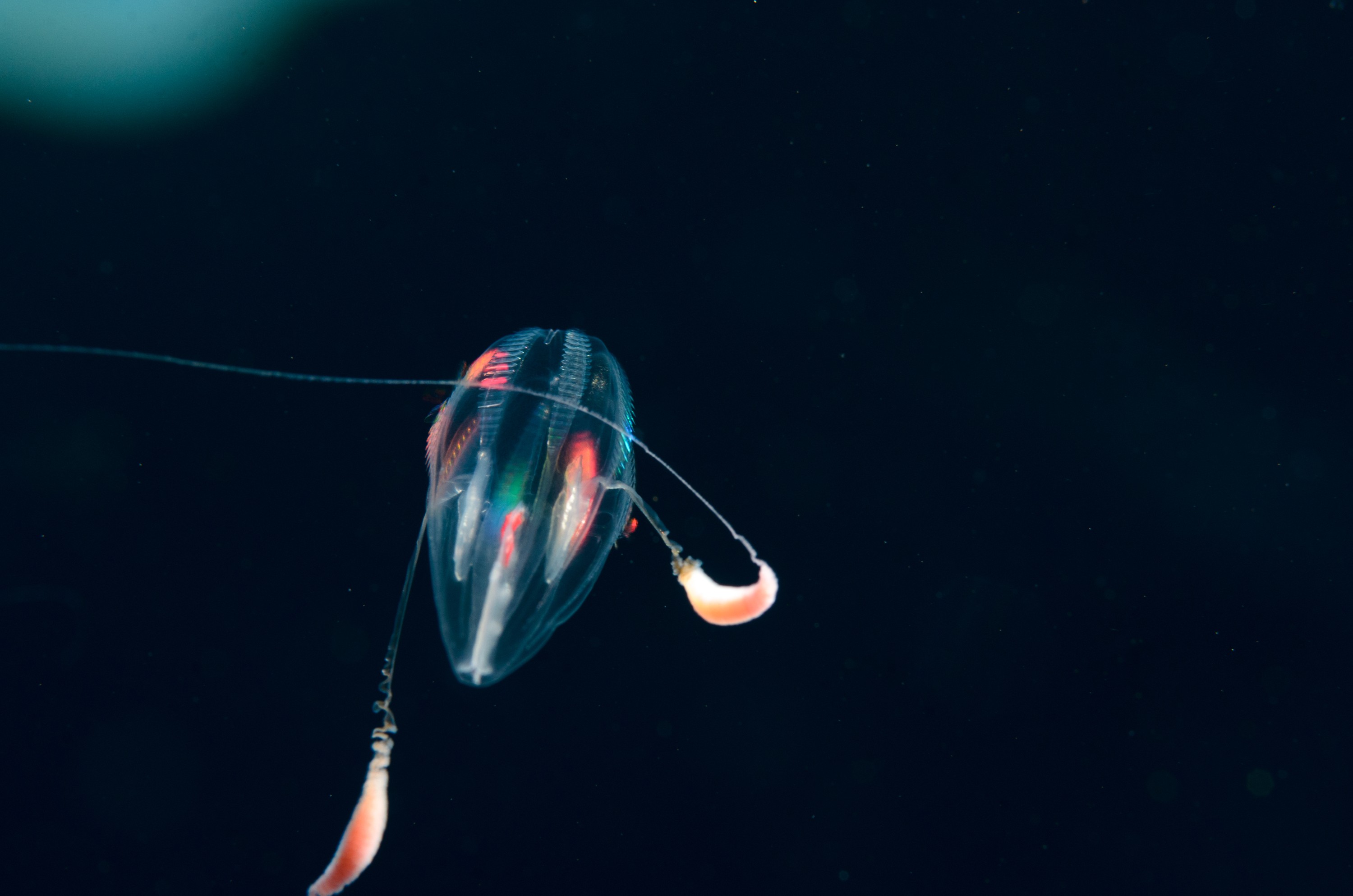 DSC_8410-3 – Ctenophore, new, zealand, crispin, seacology, seacologynz, jelly, comb
