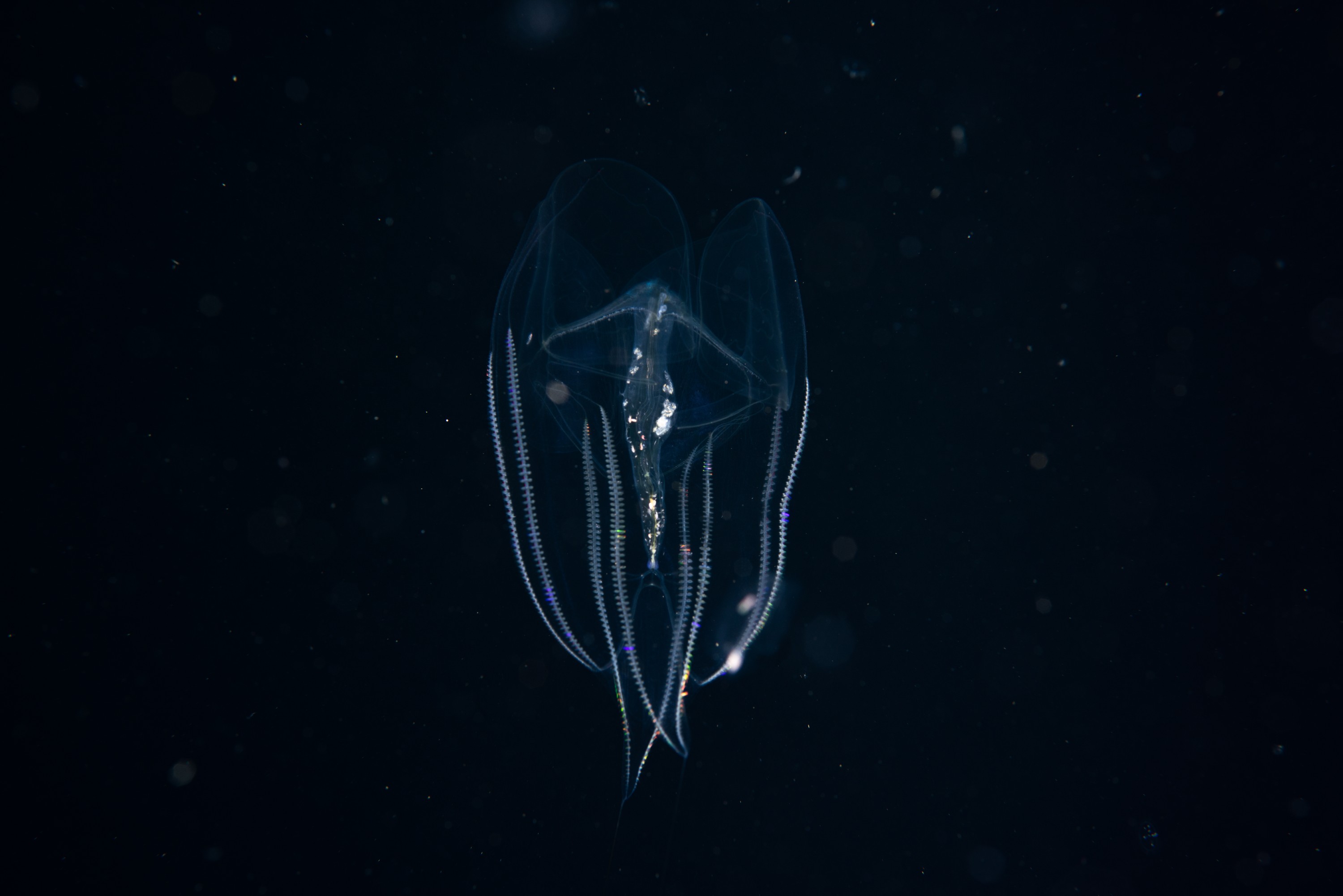 _CJM9648 – Ctenophore, new, zealand, crispin, seacology, seacologynz, jelly, comb
