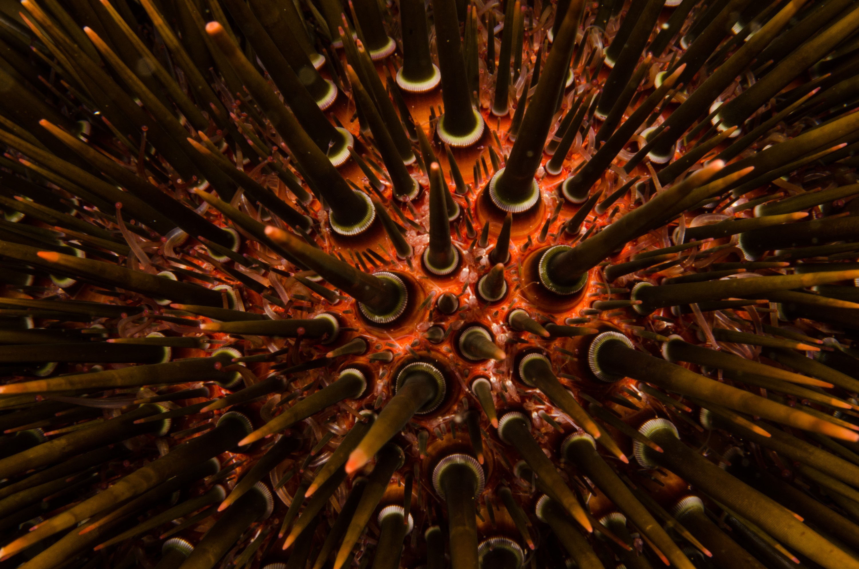 Echinoderms