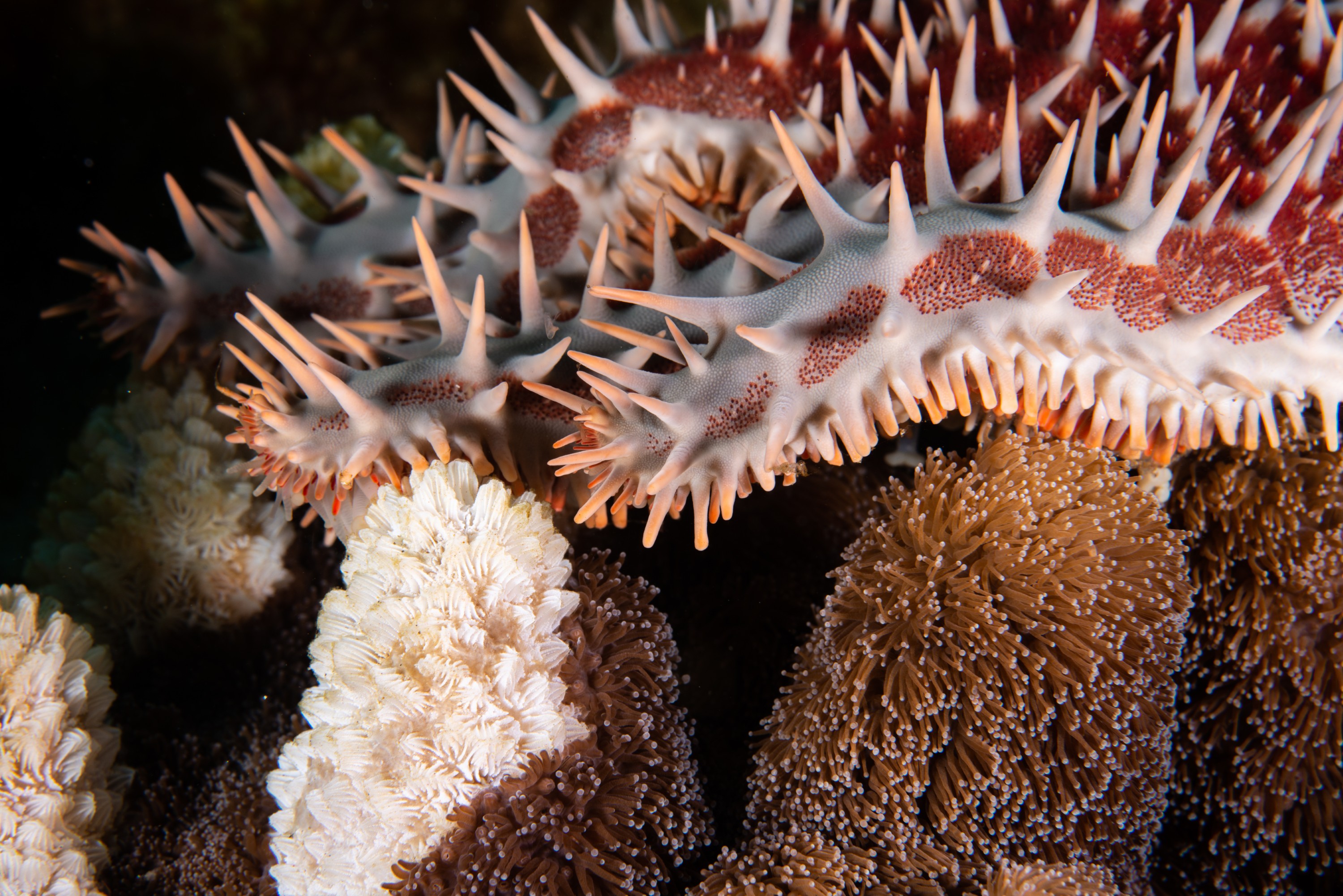 PR9_6293 – Acanthaster planci, Coral polyp, Kermadecs, Rangitahua, Raoul, coral., crown of thorns, hard coral, kermadec, predation, starfish