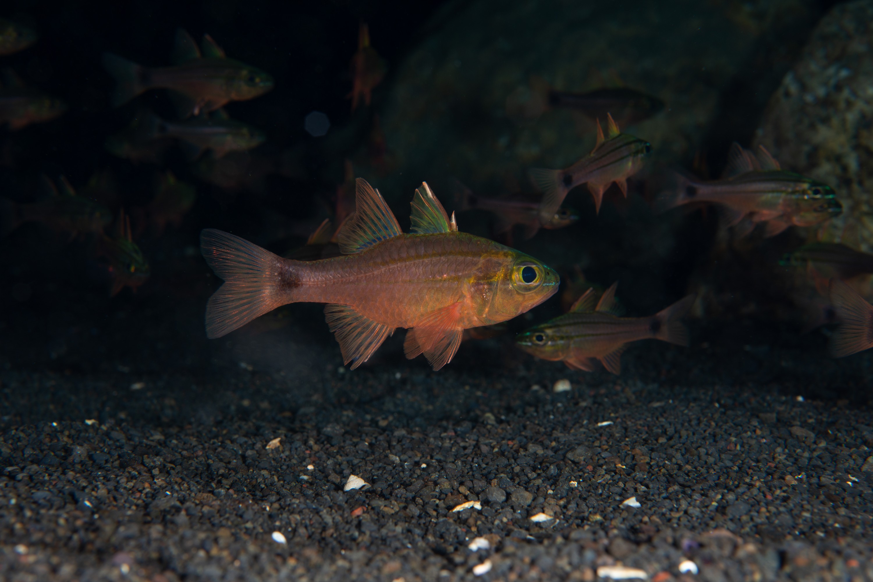 PR9_6345 – Cardinal, Cardinalfish, Kermadecs, Ostorhinchus fukuii, Rangitahua, Raoul, fish, kermadec