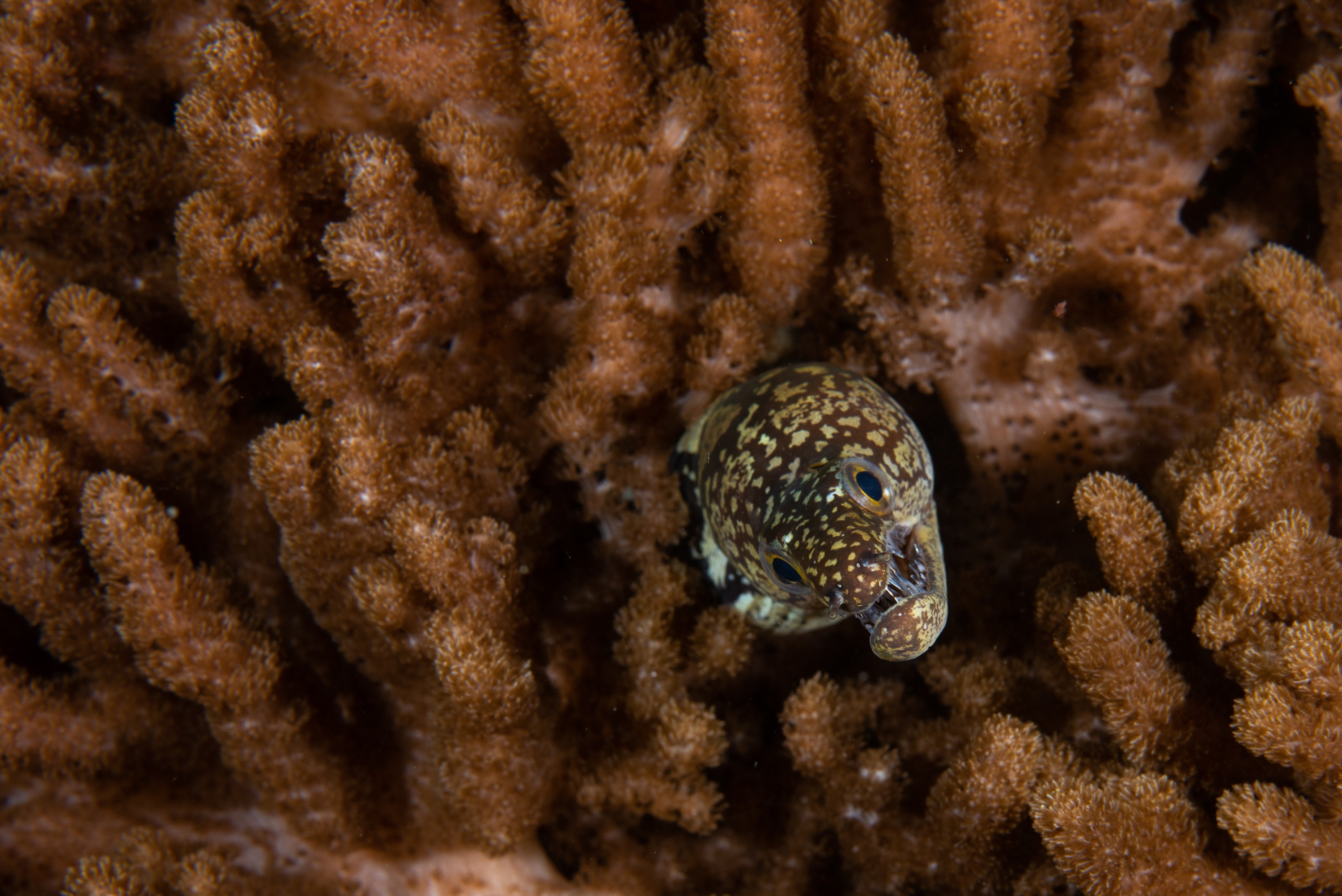 PR9_6392 – Enchelycore ramosa, Kermadecs, Moray, Rangitahua, Raoul, kermadec, mosaic moray, soft coral
