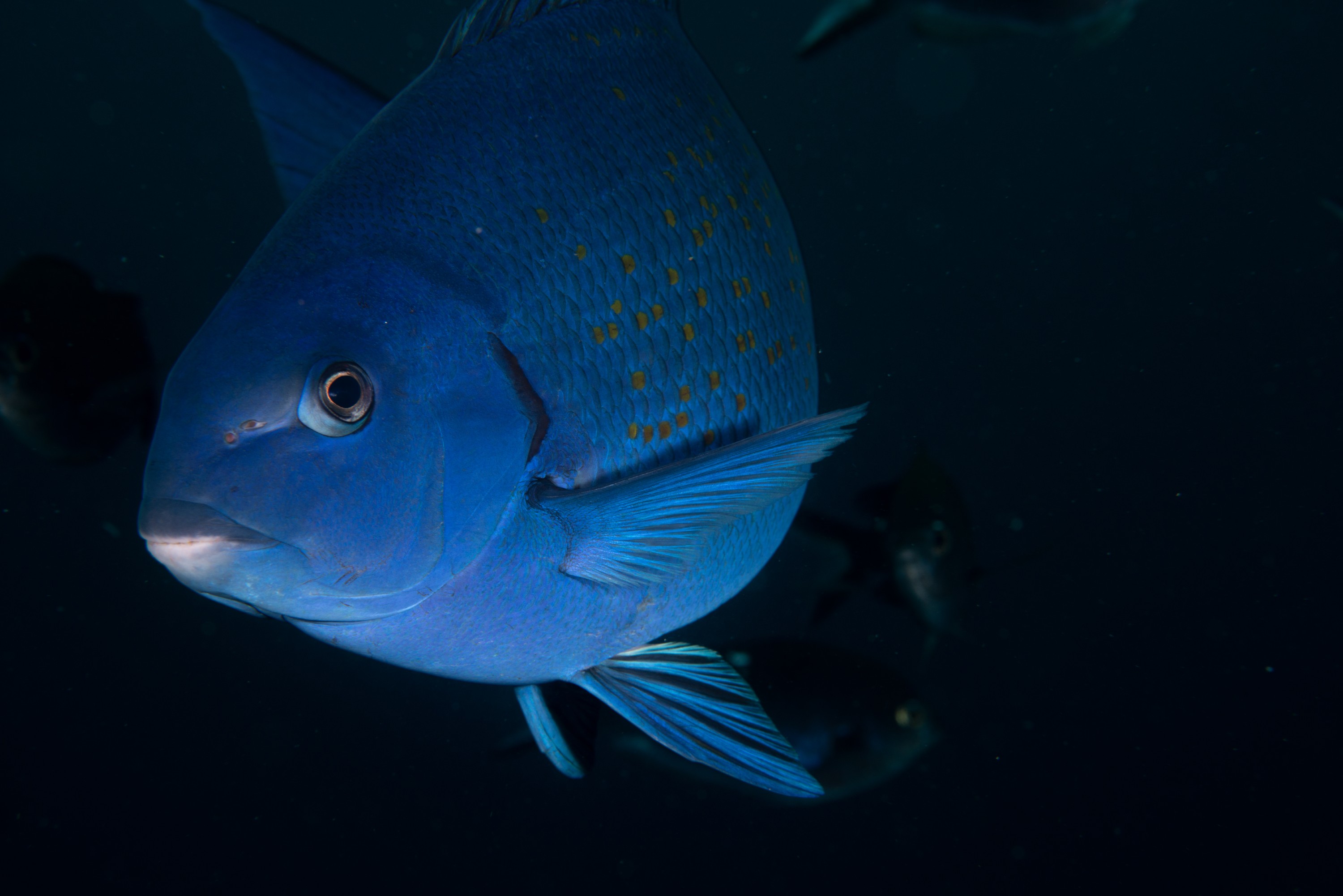 PR9_6403 – Bluefish, Girella cyanea, Kermadecs, Rangitahua, Raoul, fish, kermadec