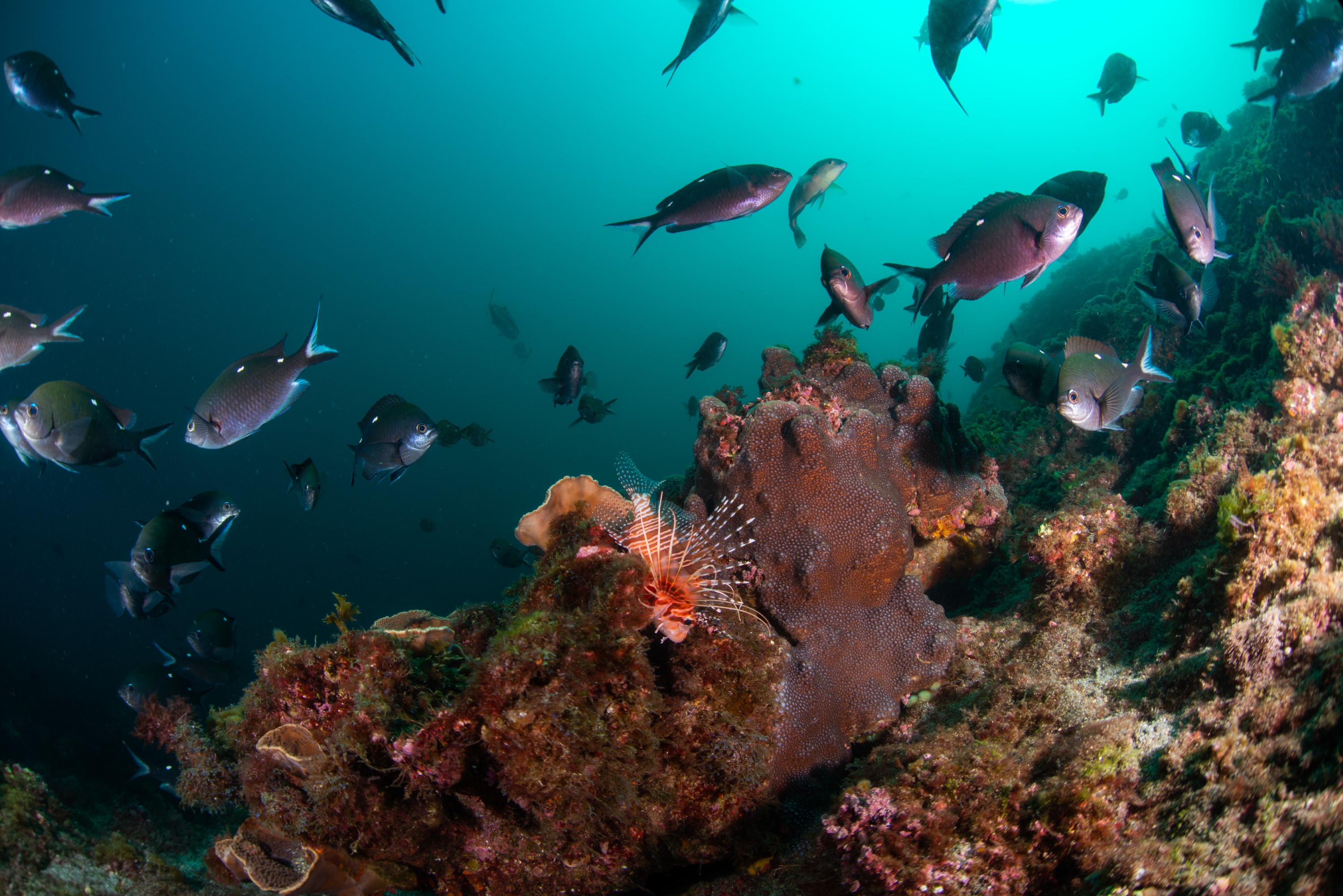 PR9_6629 – Chromis, Chromis dispilus, Desmoiselle, Kermadecs, Pterois antennata, Rangitahua, Raoul, Sandagers, coris sandeyeri, jack, kermadec, kingfish, lionfish, reef, seriola, seriola lalandi, spotfin lionfish, sub-tropical, two-spot desmoiselle, wideangle, wrasse