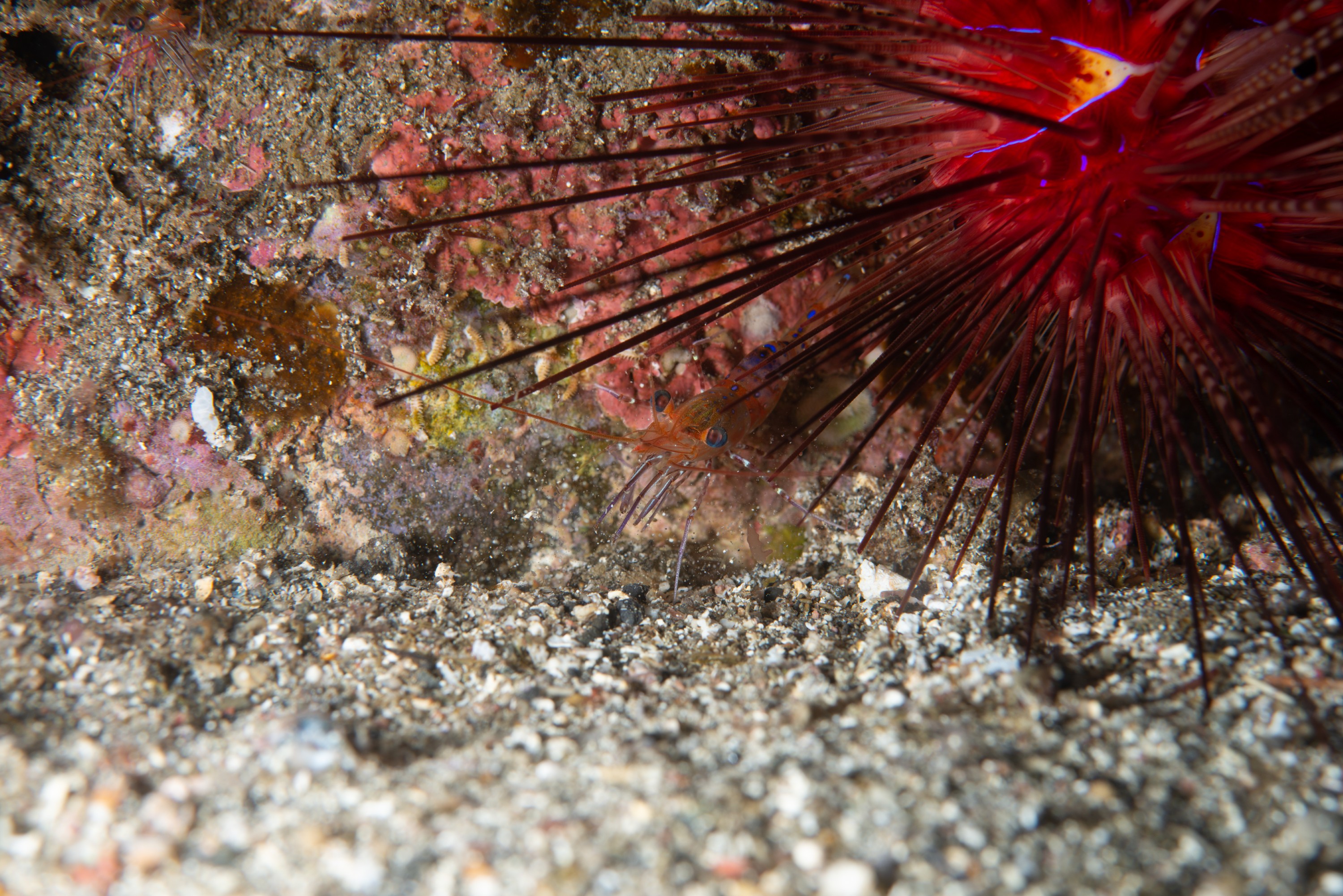 PR9_7101 – Diadema, Kermadecs, Rangitahua, Raoul, diadema palmeri, hingeback shrimp, kermadec, shrimp, urchin