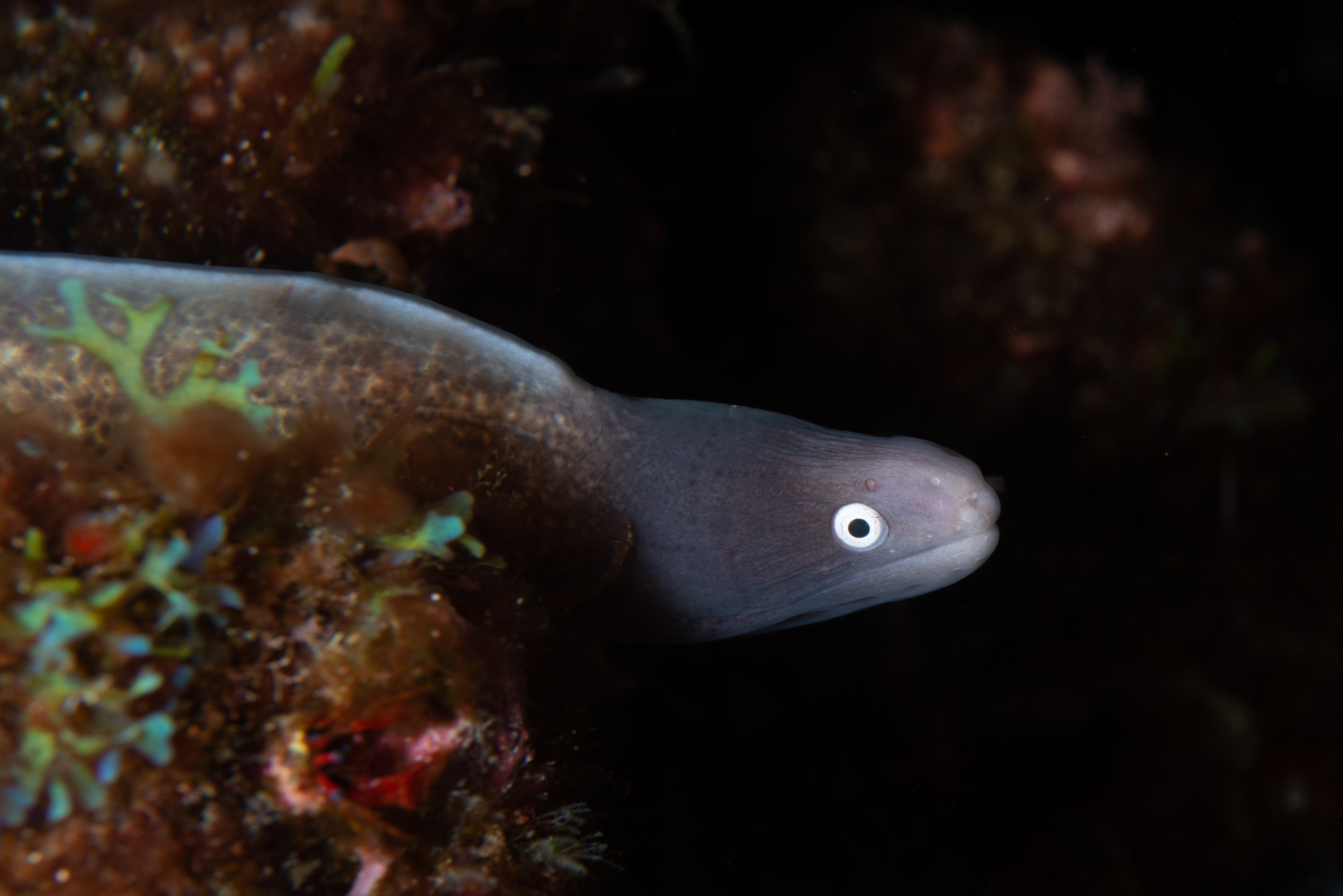 PR9_7111 – Gymnothorax thyrsoideus, Kermadecs, Moray, Rangitahua, Raoul, grey-face moray, gymnothorax, kermadec, white eye moray