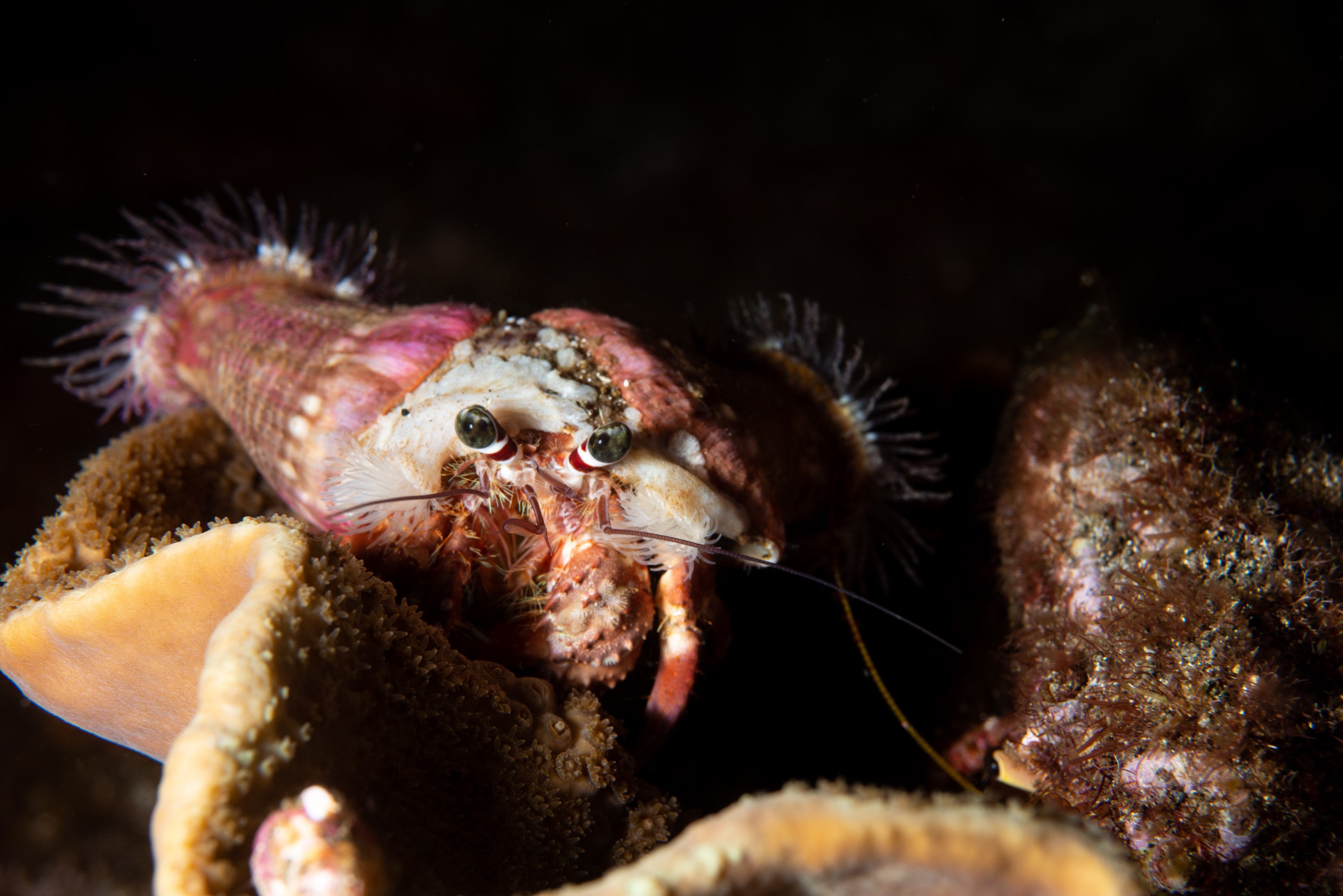 PR9_7116 – Dardanus pedunculatus, Kermadecs, Rangitahua, Raoul, Turbinaria, Turbinaria mesenterina, anemone, crab, crustacea, dardanus, hard coral, hermit crab, kermadec