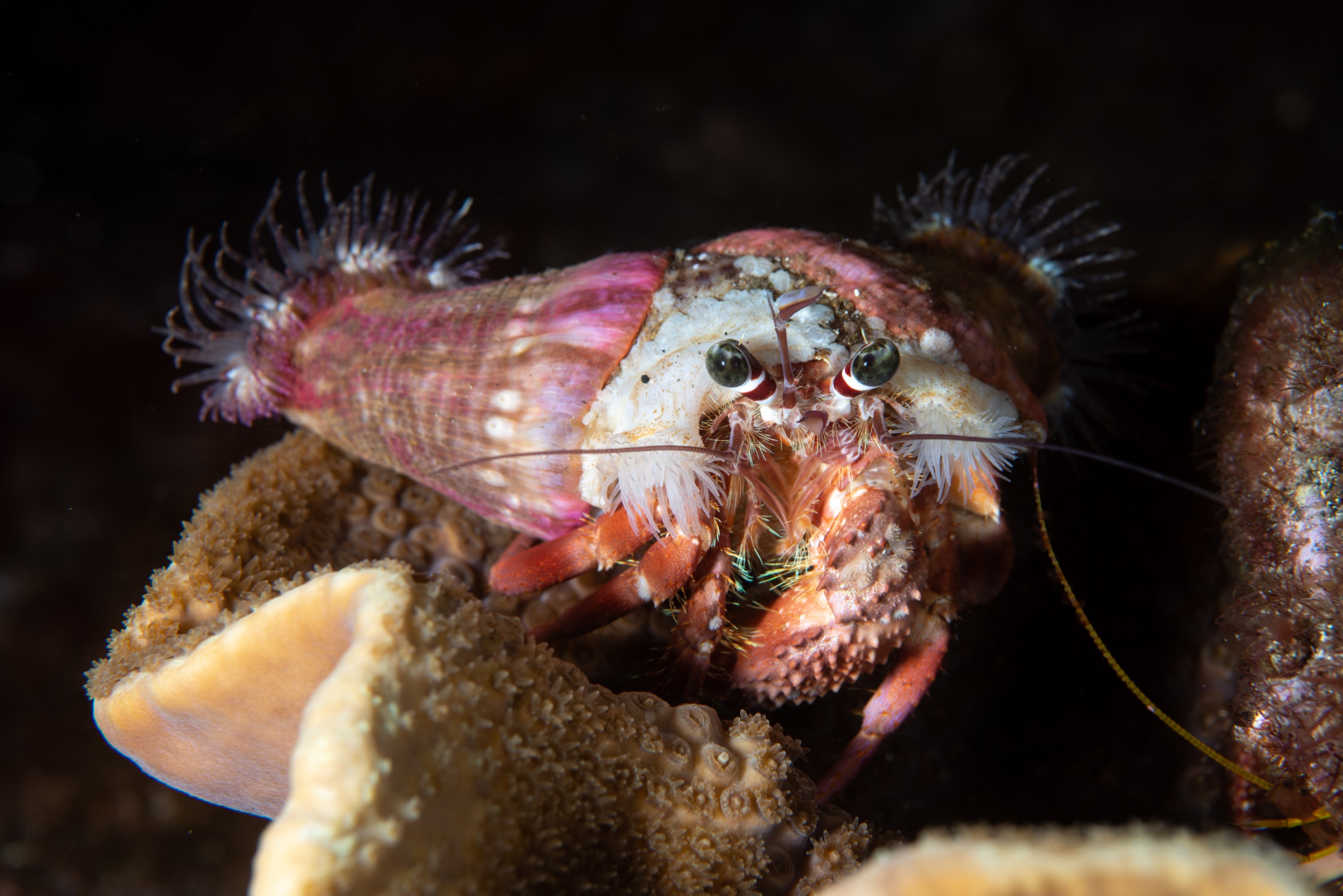 PR9_7117 – Dardanus pedunculatus, Kermadecs, Rangitahua, Raoul, Turbinaria, Turbinaria mesenterina, anemone, crab, crustacea, dardanus, hard coral, hermit crab, kermadec