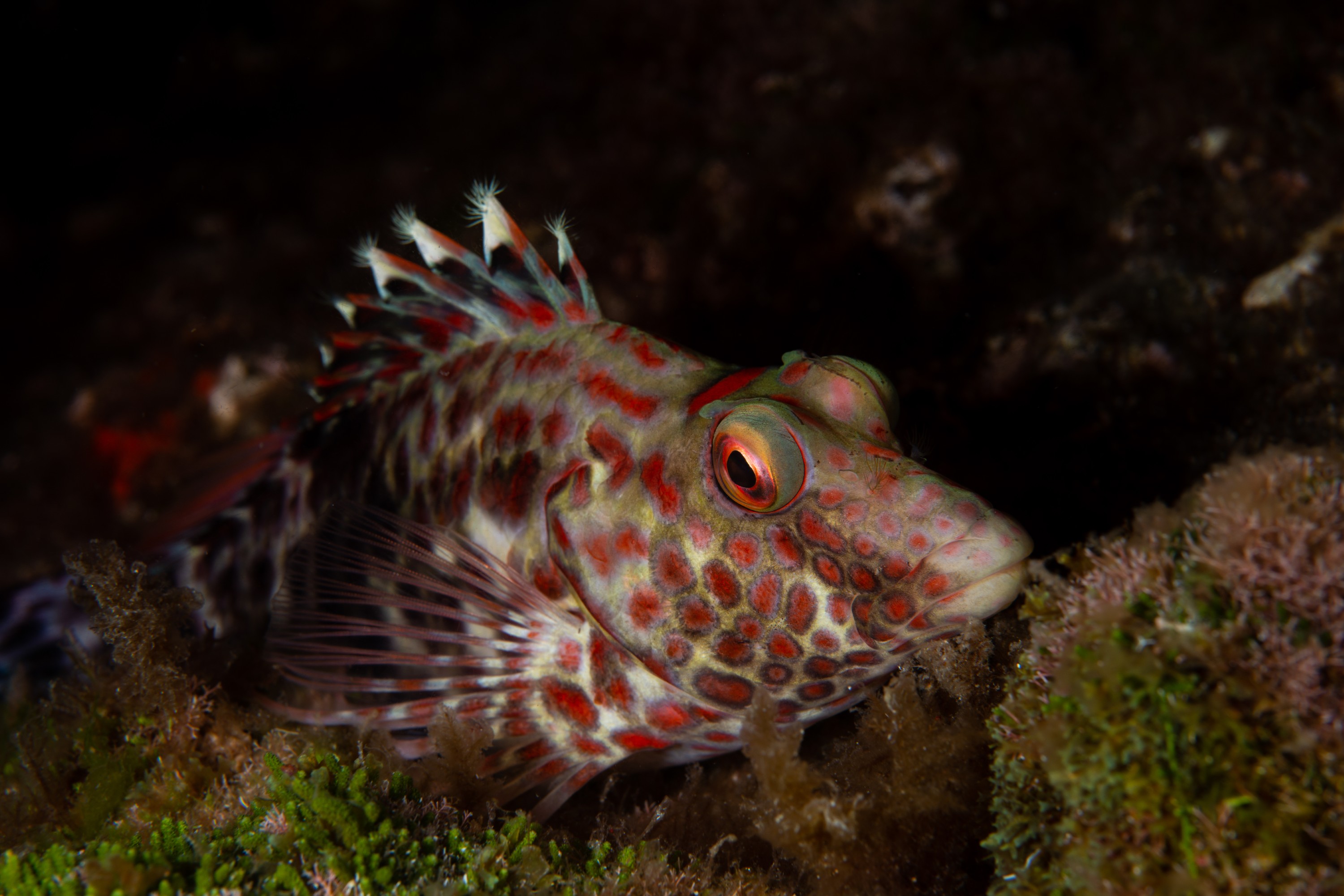 PR9_7128 – Kermadecs, Notocirrhitus splendens, Rangitahua, Raoul, endemic, fish, hawkfish, kermadec, splendid, splendid hawkfish, tasman sea